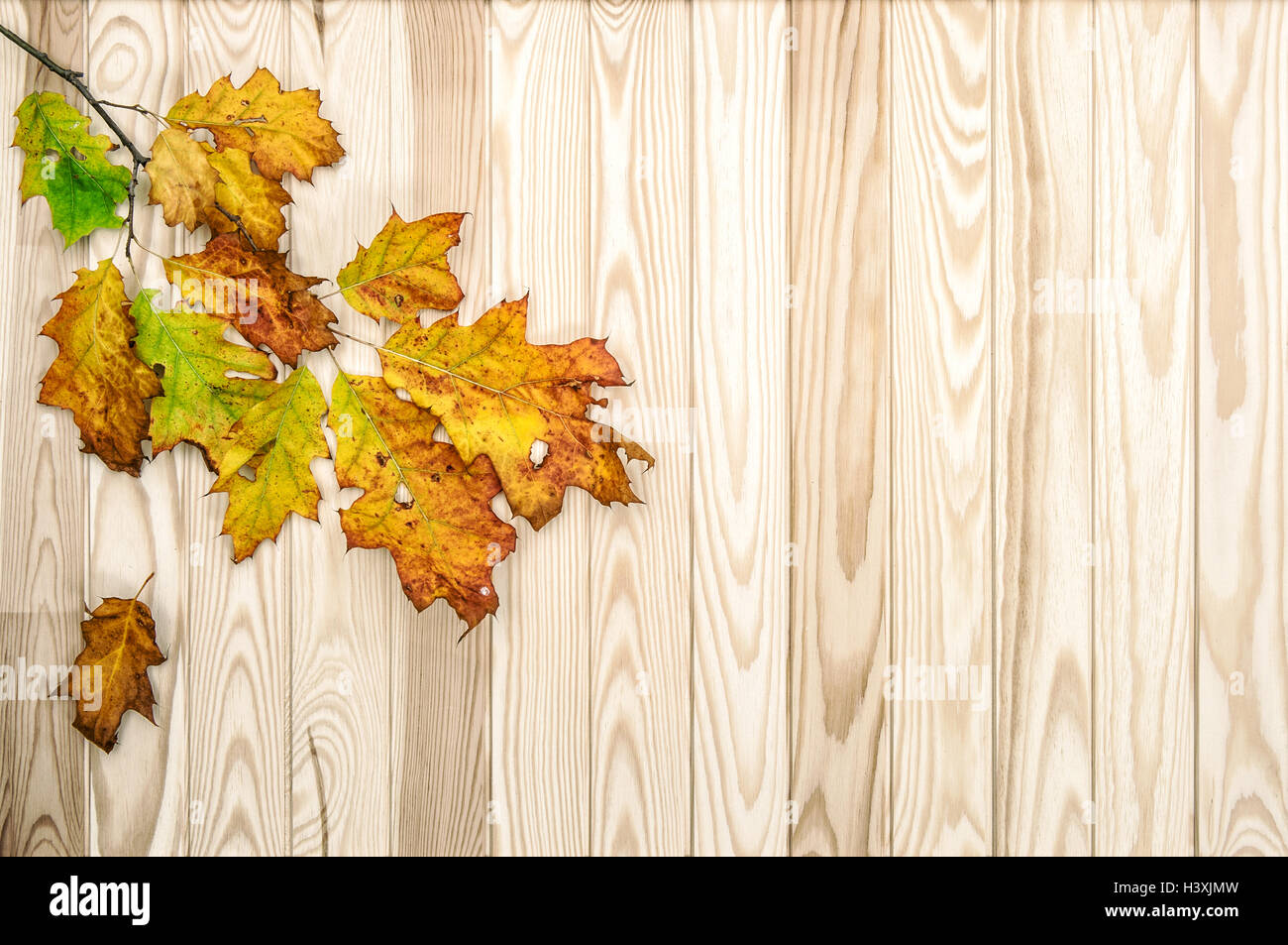Herbstliche Ahornblätter auf hölzernen Hintergrund Stockfoto