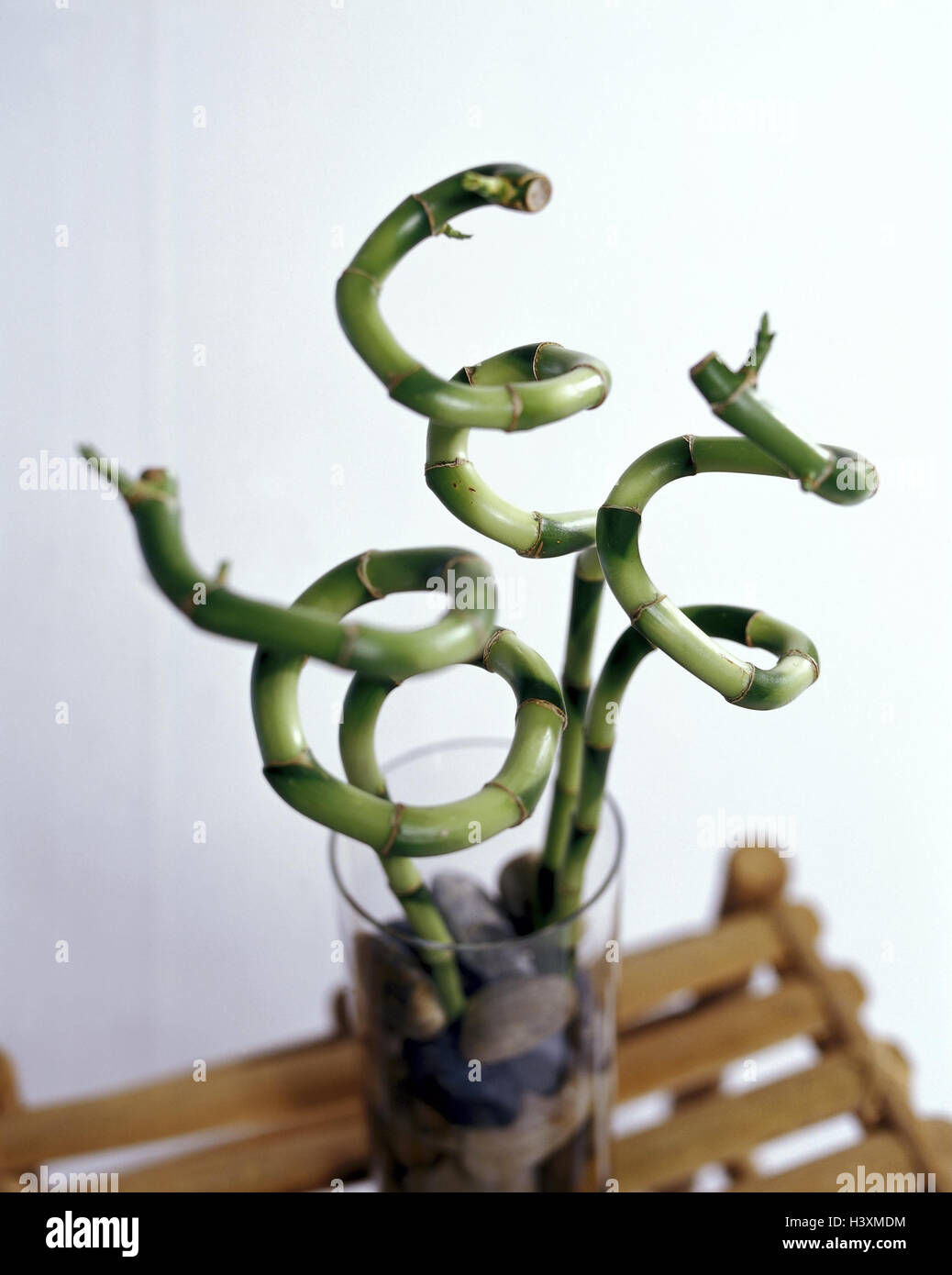 Vase, Glck Bambus, Dracaena Fragrans "Stedneri", Spirale, Glasvase,  Steinen, Zierpflanzen, Pflanzen, grn, Stiel, gedreht, Instinkte,  Zimmerpflanze, Grnpflanze "Lucky Bamboo", Symbol, Glck, Erfolg,  Gesundheit, Fengshui, Glcksbringer, kleiner Tisch ...