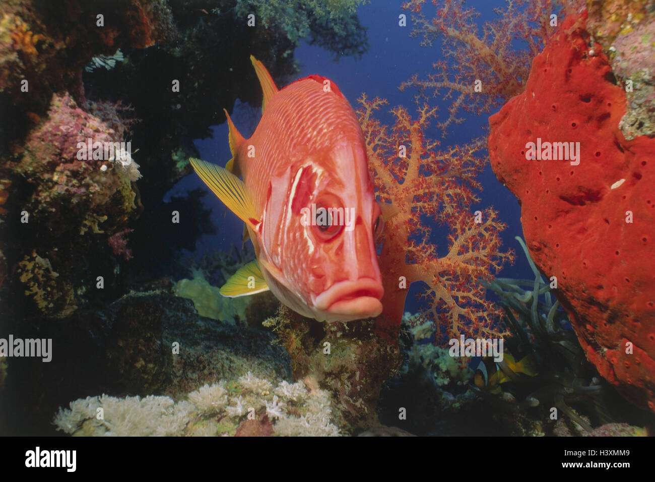Große Spitze Husaren Fisch (Sargocentron Spiniferum) Longjawed Squirrelfish, das Rote Meer Stockfoto