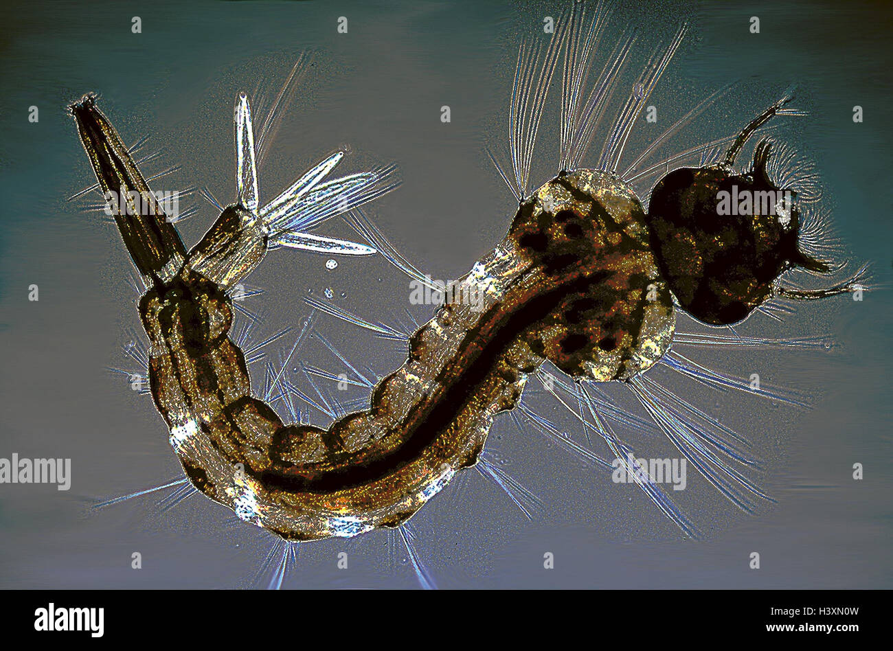 Mikroskop Aufnahmen, Stechmückenlarve, Culex spec, Mikrokosmos, Stechmücke,  Stechmücken, Larve, Gelsen, Mücken, Culicidae Stockfotografie - Alamy
