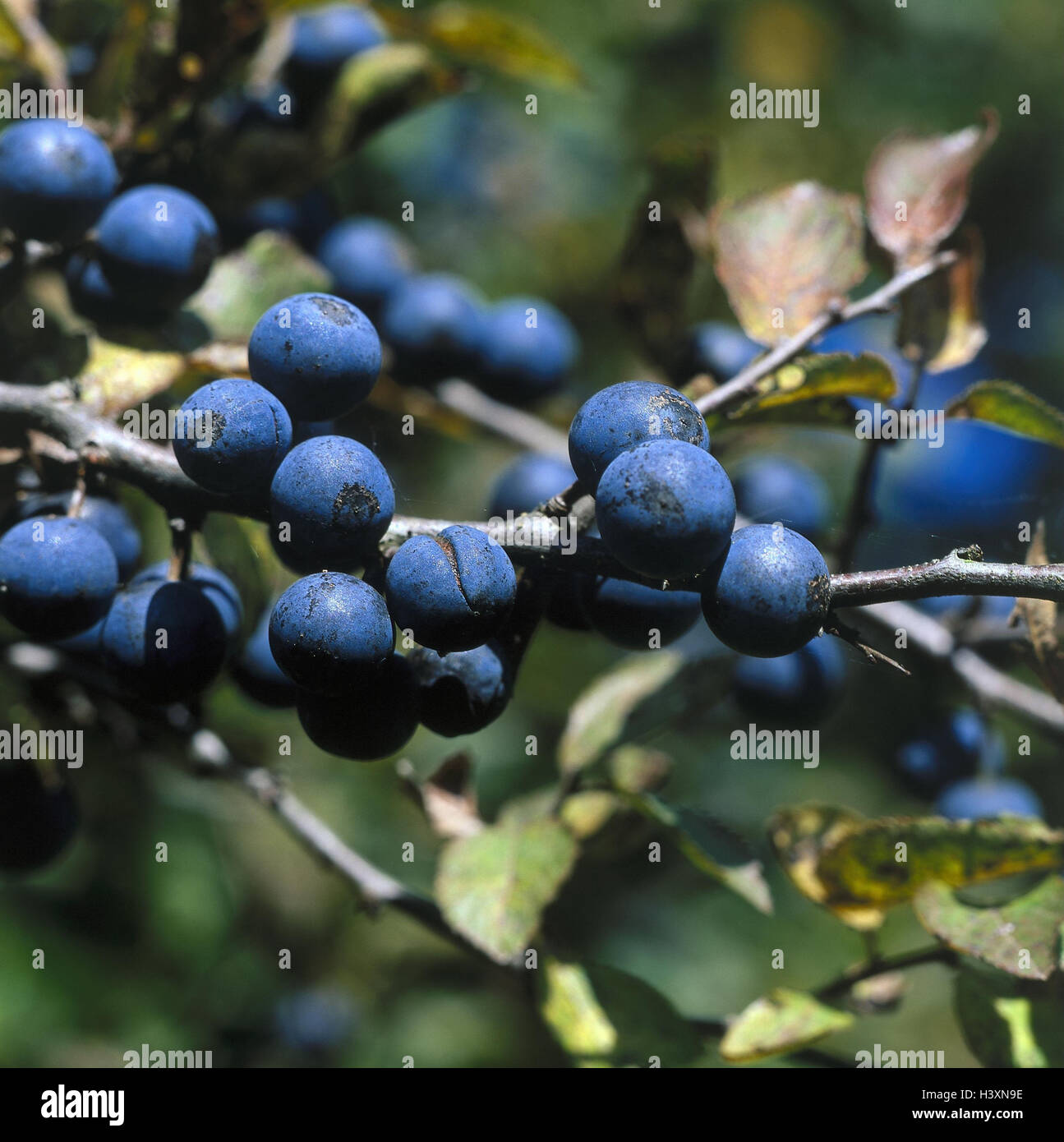 Pflaumenbaum, Prunus Domestica, Zweig, Detail, Früchte, Natur, Baum, Obstbaum, Pflaume-Baum, Zweige, Obst, Früchte, Prunus Domestica, Pflaumen, Pflaumen, Steinobst, Steinobst, reich an Vitamine, Vitamine, Saison, Herbst, erntereif, Nahaufnahme, Stockfoto