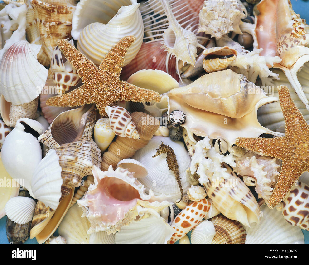 Muscheln, Schnecken, Seesterne, anders, Meerestiere, Kalk schält
