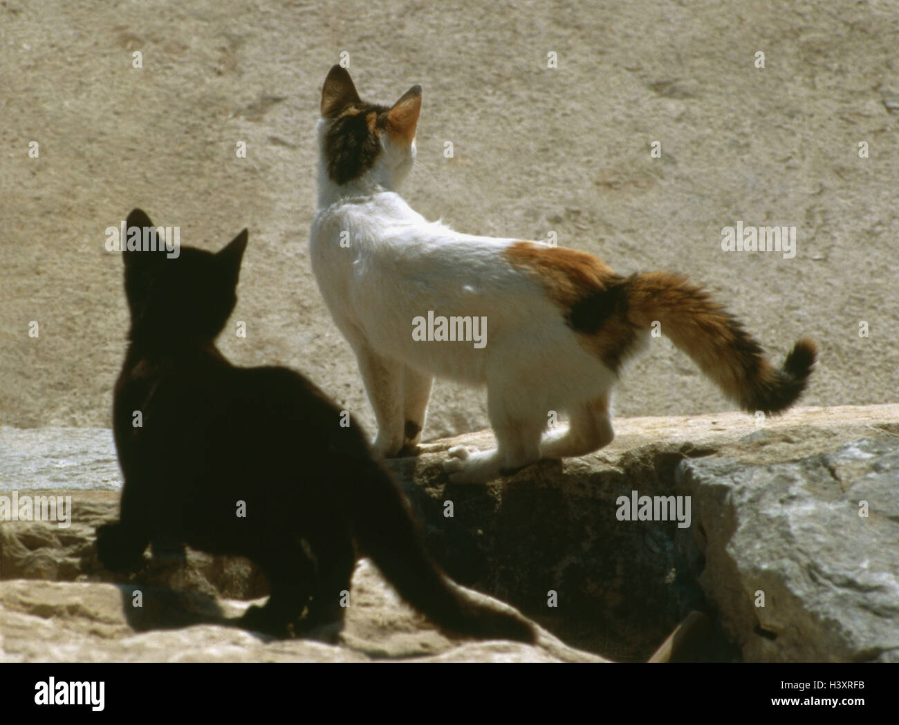 Katzen, zwei, zurück, Ansicht, Hauskatzen, schwarz, dreifarbig, jung, außen Stockfoto