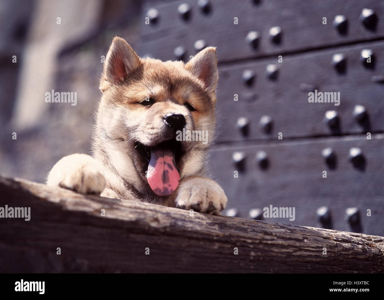 Stamm, Eurasier, Hund, Tier, Säugetier, Hund, Canidae, jung, junges Tier, Hund Welpen, Jungtiere, Detail, Kopf, Hundekopf, Pfoten, zwei, stehen, Hose, Zunge rausstrecken, Familienhund, begleitende, Hund, Haustier, Haustiere, Alter Mensch, 8 Wochen, Portrait Stockfoto