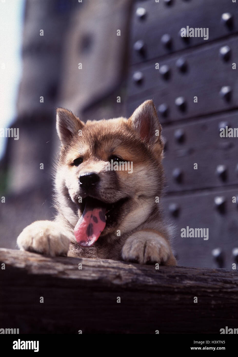 Stamm, Eurasier, Hund, Tier, Säugetier, Hund, Canidae, jung, junges Tier, Hund Welpen, Jungtiere, Detail, Kopf, Hundekopf, Pfoten, zwei, stehen, Hose, Zunge rausstrecken, Familienhund, begleitende, Hund, Haustier, Haustiere, Alter Mensch, 8 Wochen, Portrait Stockfoto