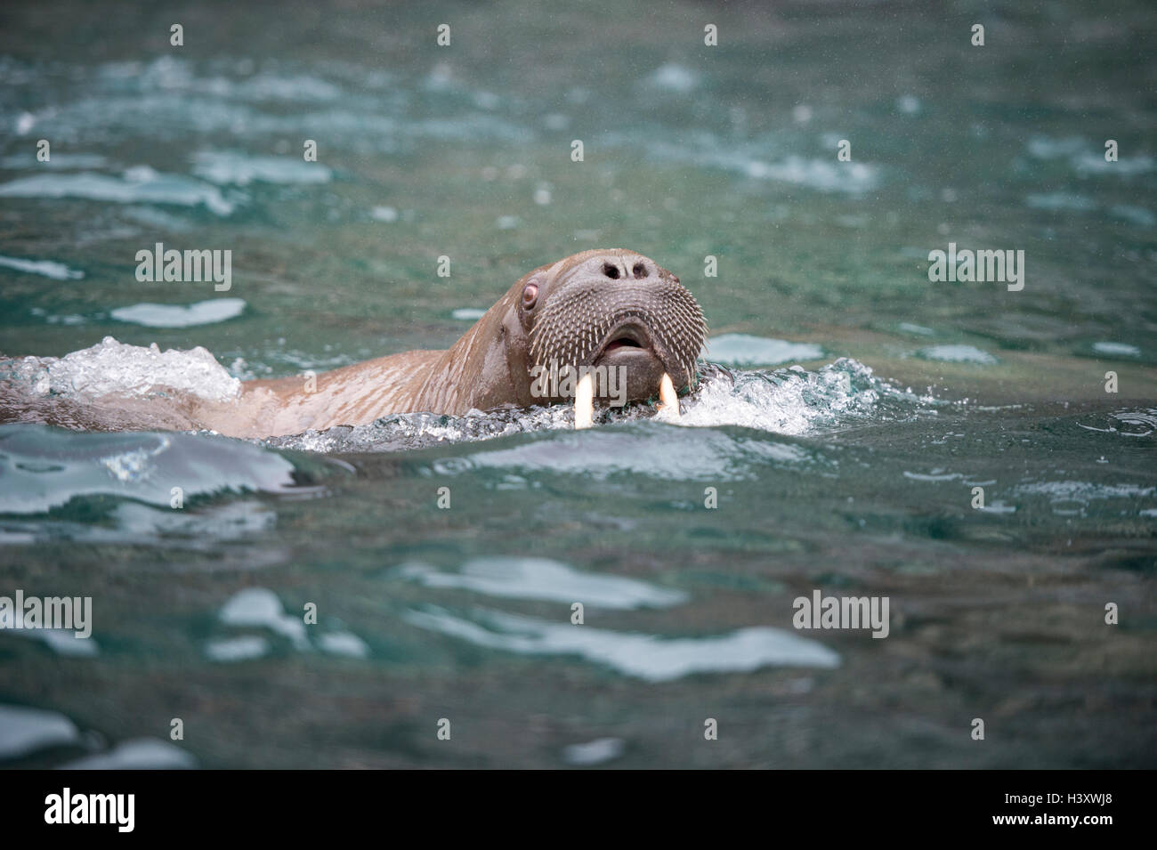 Walross im Wasser Stockfoto