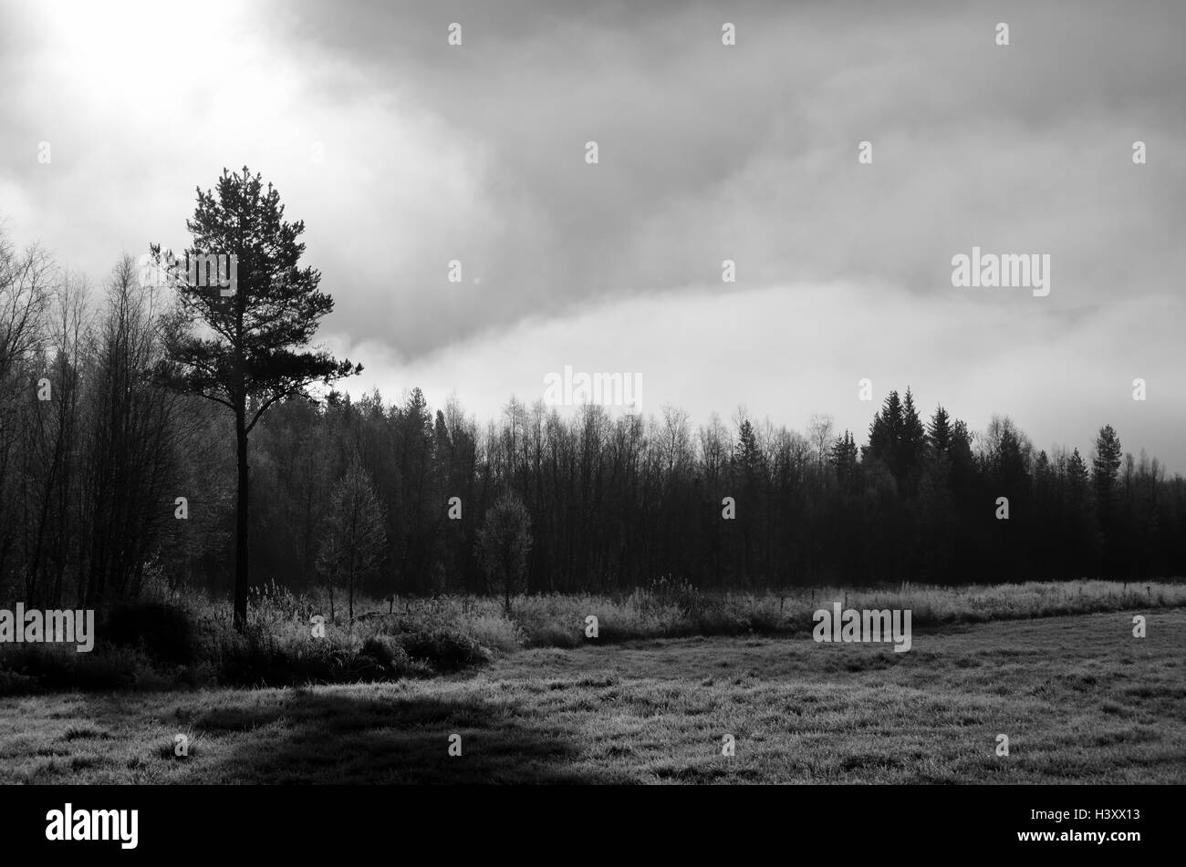 Morgennebel über Feld- und Waldwege in den frühen Morgenstunden Stockfoto