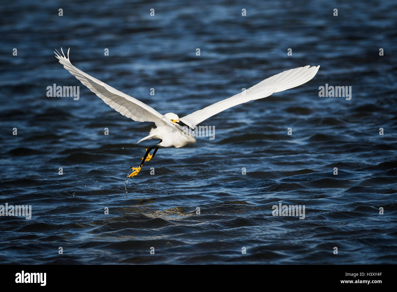 Triefend nass Stockfoto