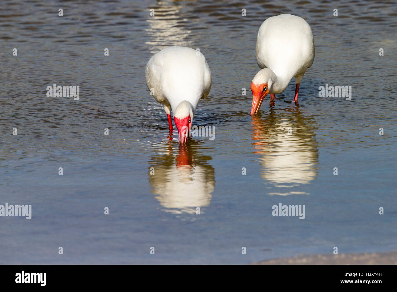 Wasserloch Stockfoto