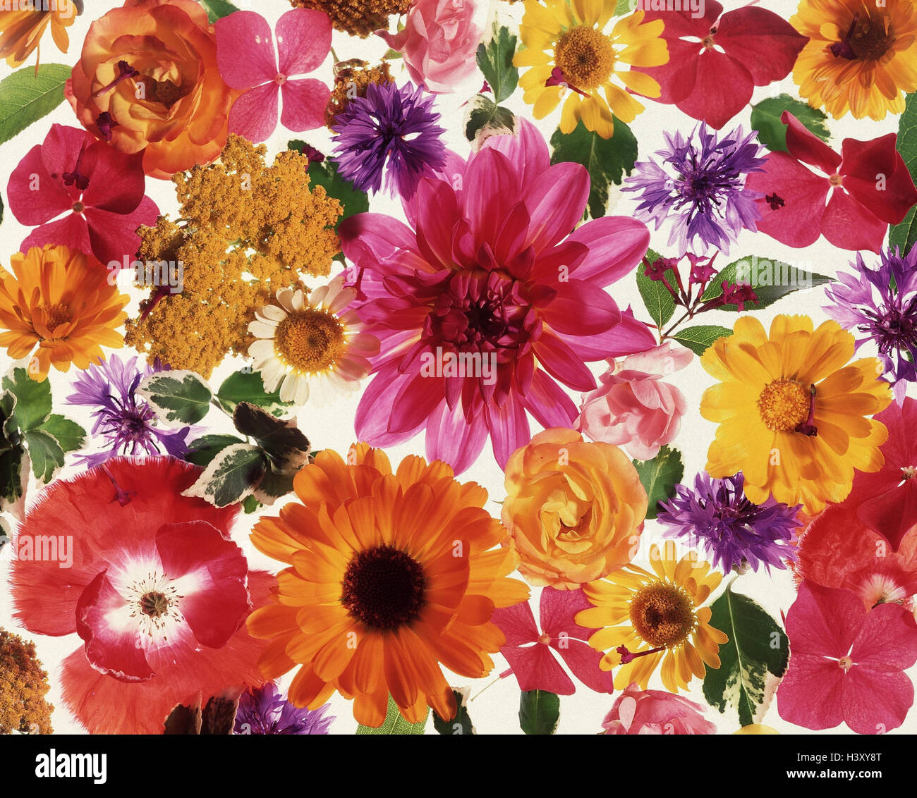 Detail, Blüten, Blumen, verschiedene Dahlien, Rosen, clap Mohn, Oxeye Daisys, bestanden fort, hell, Frühling, Sommer, Hintergrund Stockfoto