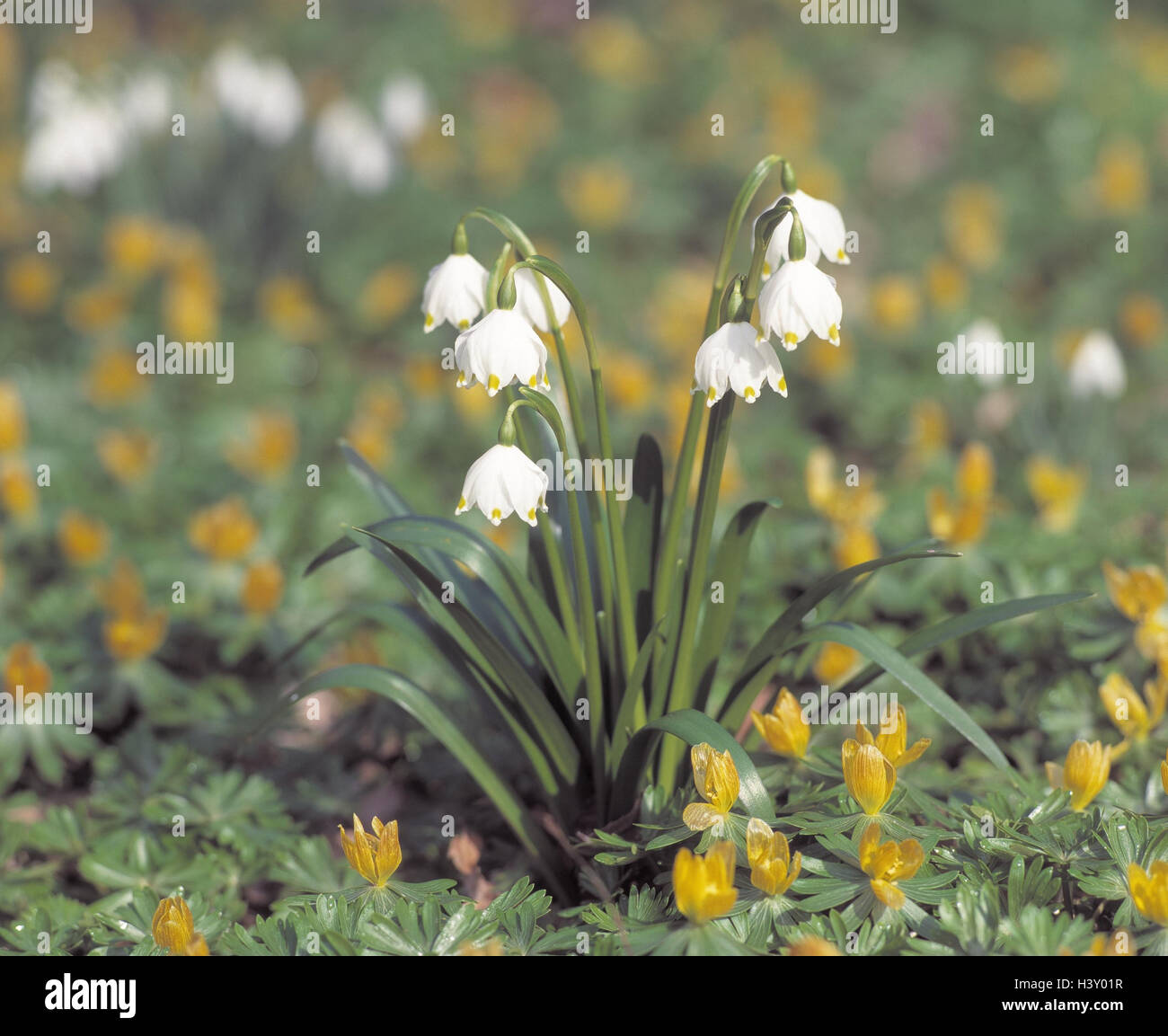 FrühlingKnoten Blumen, Leucojum, Vernum, kleine Winterling, Eranthis
