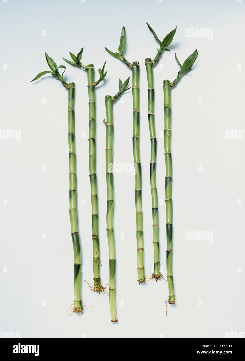 Bambus, Detail, Bambusa spec, Rasen-Gattung, Bambusrohr, Baum Rasen,  Nutzpflanze, Pflanzen, Natur, grn, Stillleben, Produktfotografie,  Ausschneiden Stockfotografie - Alamy