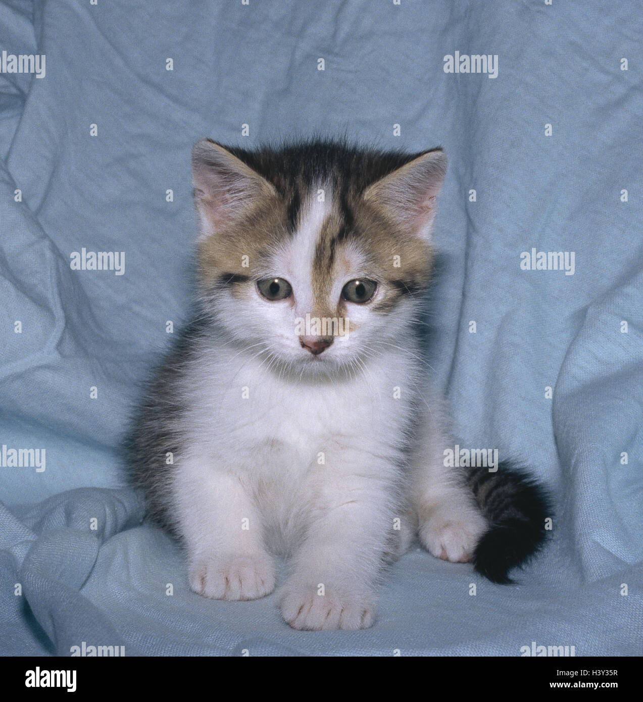 Katze, junge, Bett, Säugetiere, Säugetier, Haustiere, Haustier, Katzen, Hauskatze, Kätzchen, Jungtier, gestreift-weiß, innen zu sitzen, Stockfoto