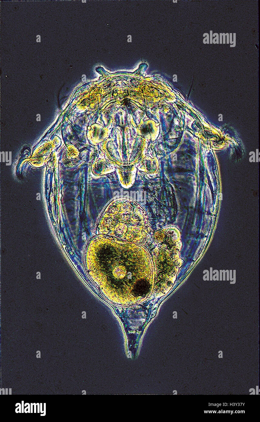 Mikroskop-Aufnahme, Drachen Rotiferum, Synchaeta, Mikrokosmos, Keim, Tiere,  kleine Tiere, an, flexible Schläuche Würmer, Wasser, Tier, Wasser,  transparent, transparent Stockfotografie - Alamy