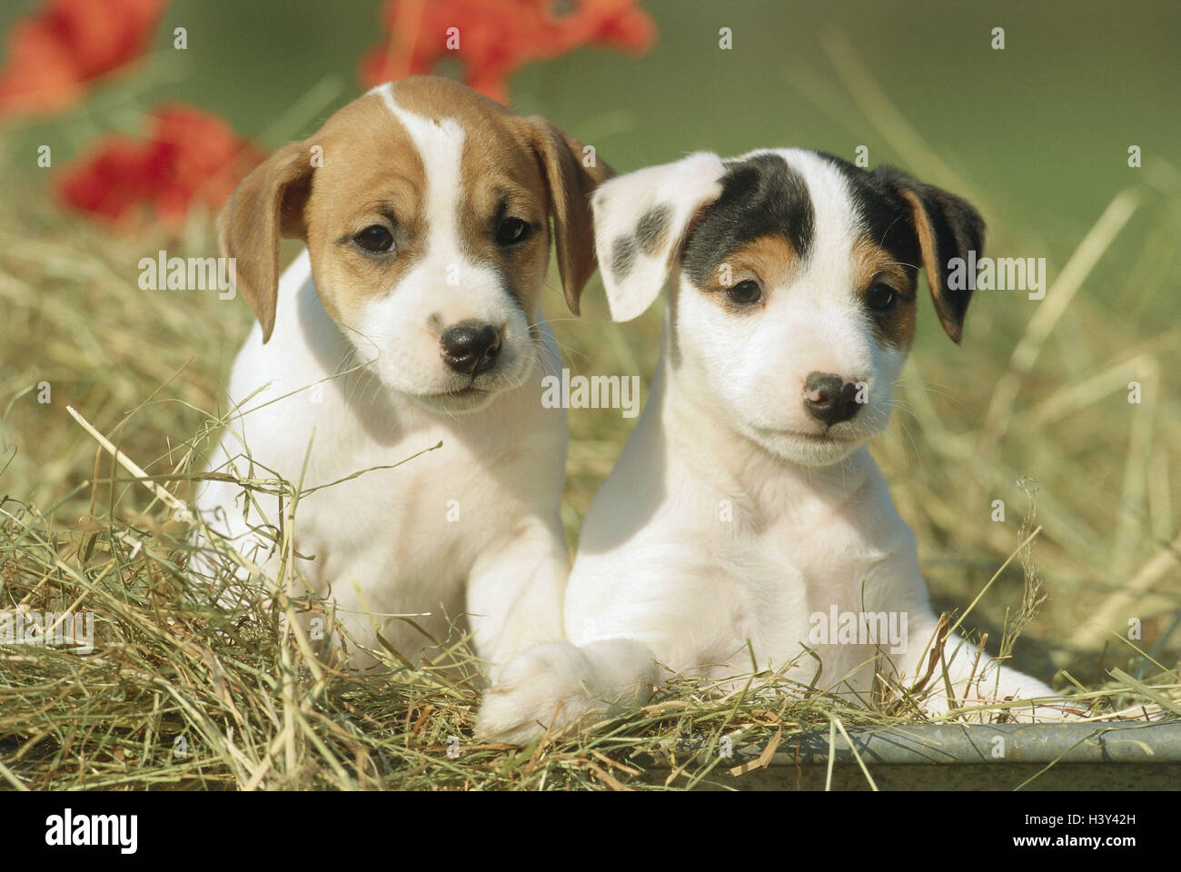 Heu, Welpe, Jack Russel Terrier., zwei, Tiere, Säugetiere, Haustiere
