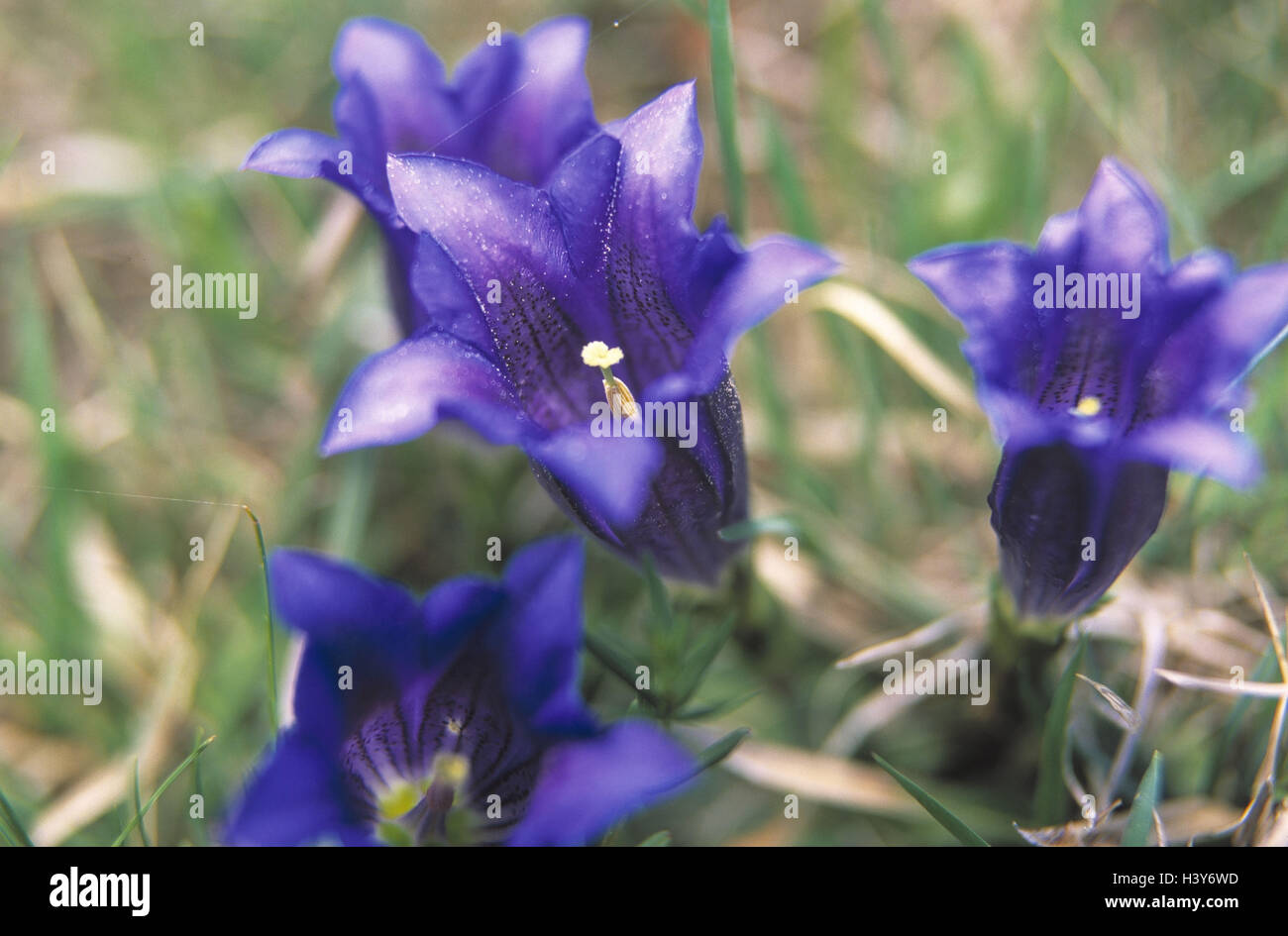 Alm, Chargen Stiel, Enzian, Gentiana Acaulis Bergregion, Wiese, Natur, Vegetation, Blumen, Alpenblumen, Alp Blume, Enzian, Enzian blüht, Natur-Erhaltung, grün, blau Stockfoto