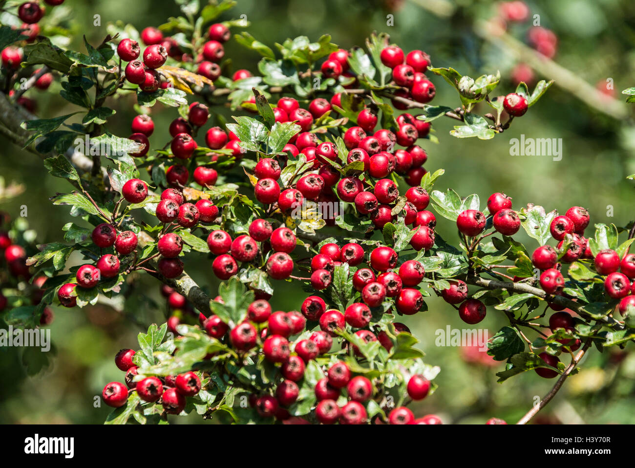 Die Beeren einer gemeinsamen Weißdorn (Rosa moschata) Stockfoto