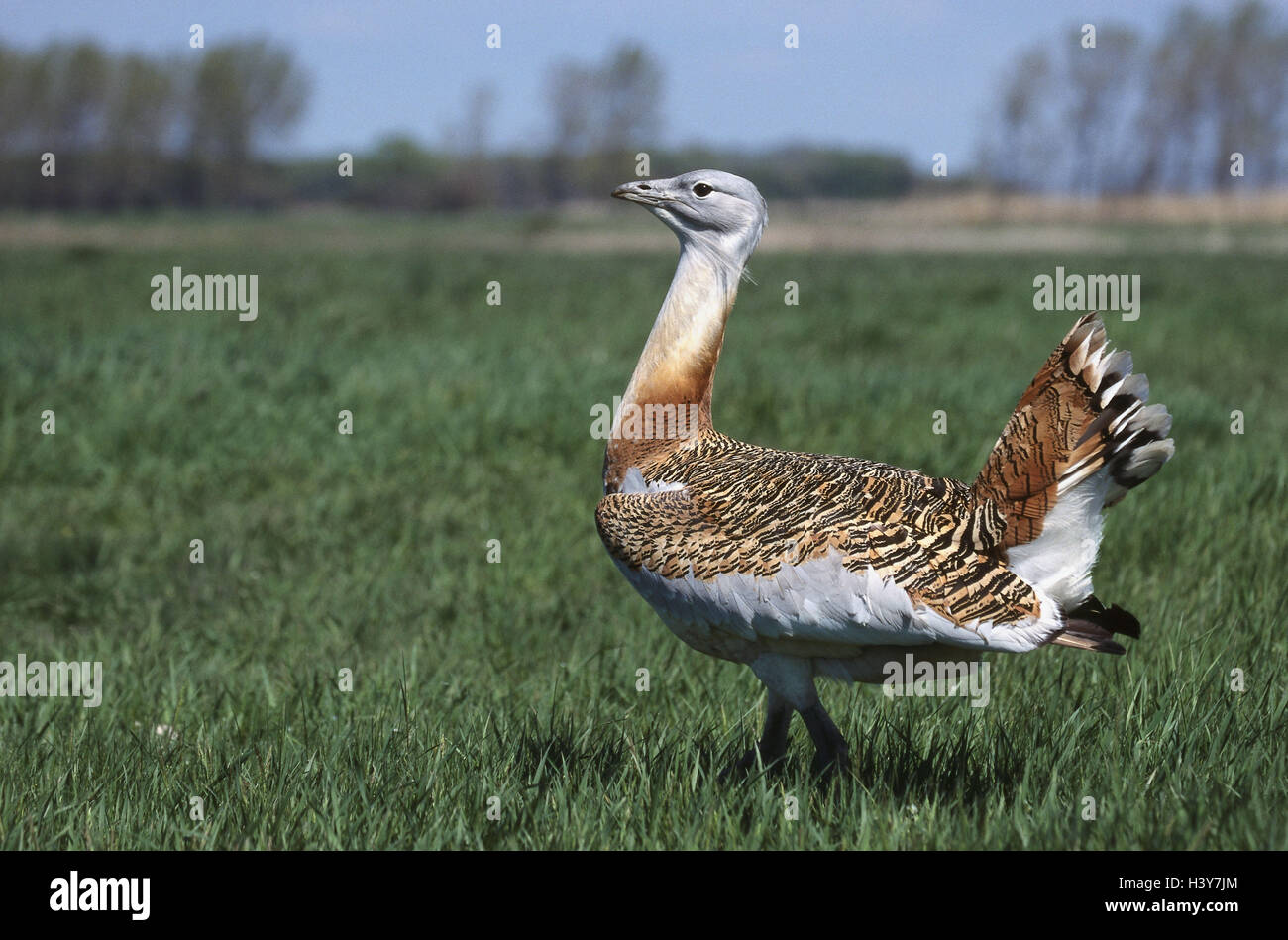 Ungarn, Wiese, Großtrappe, Otis Tarda, Seitenansicht, Europa, Wildlife