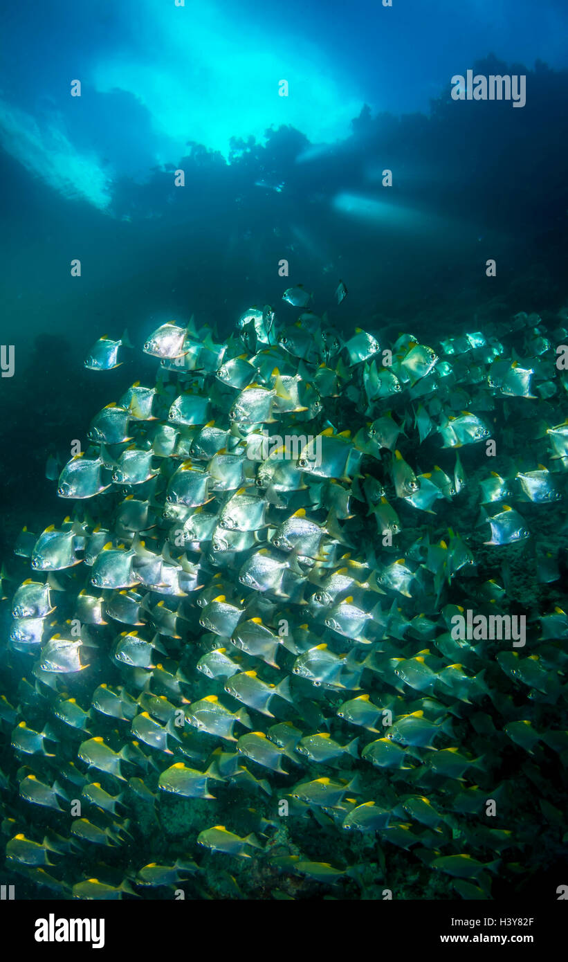 Schule der Mond Fisch Kongregation unter der Oberfläche des Ozeans in einer Flussmündung. Tropenwald ist über die Oberfläche sichtbar. Stockfoto