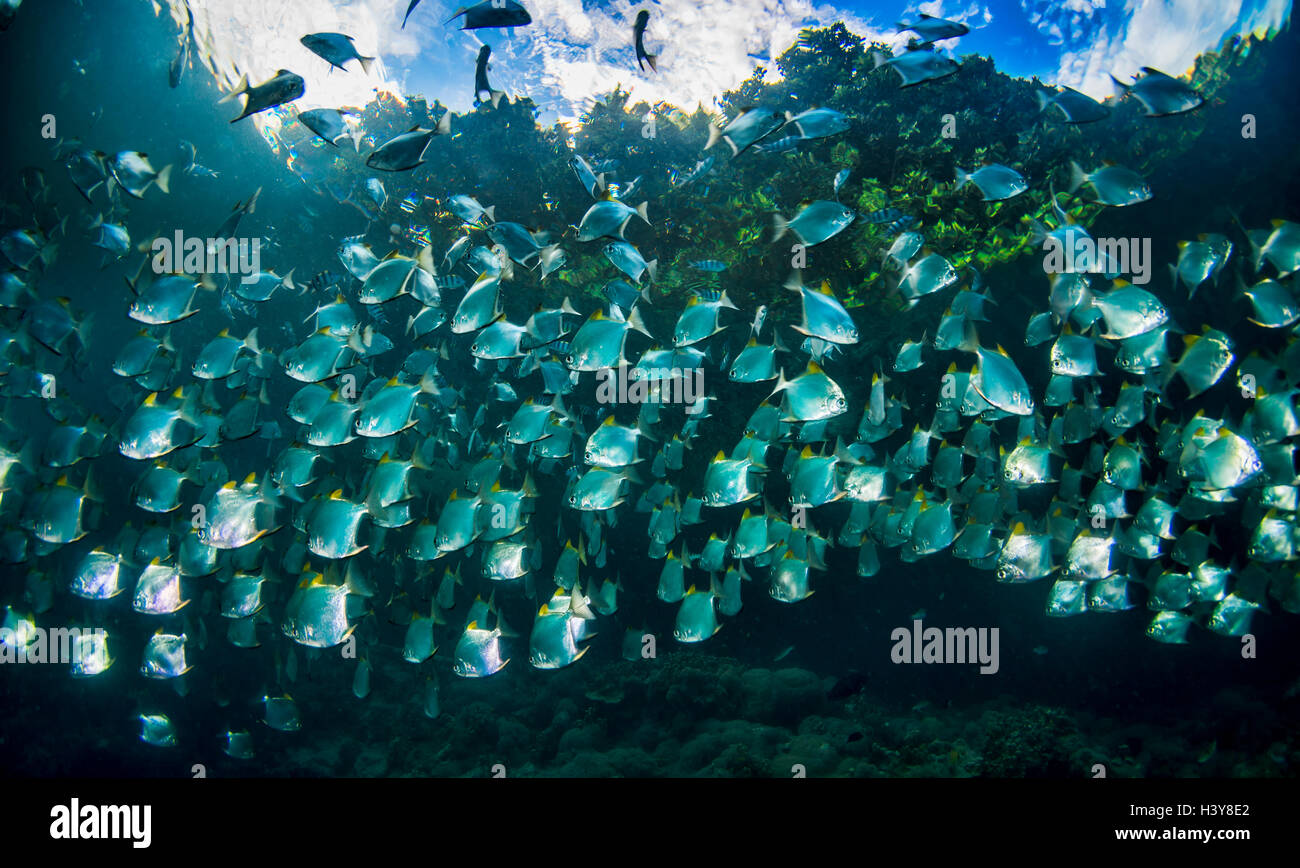 Schule der Mond Fisch Kongregation unter der Oberfläche des Ozeans in einer Flussmündung. Tropenwald ist über die Oberfläche sichtbar. Stockfoto