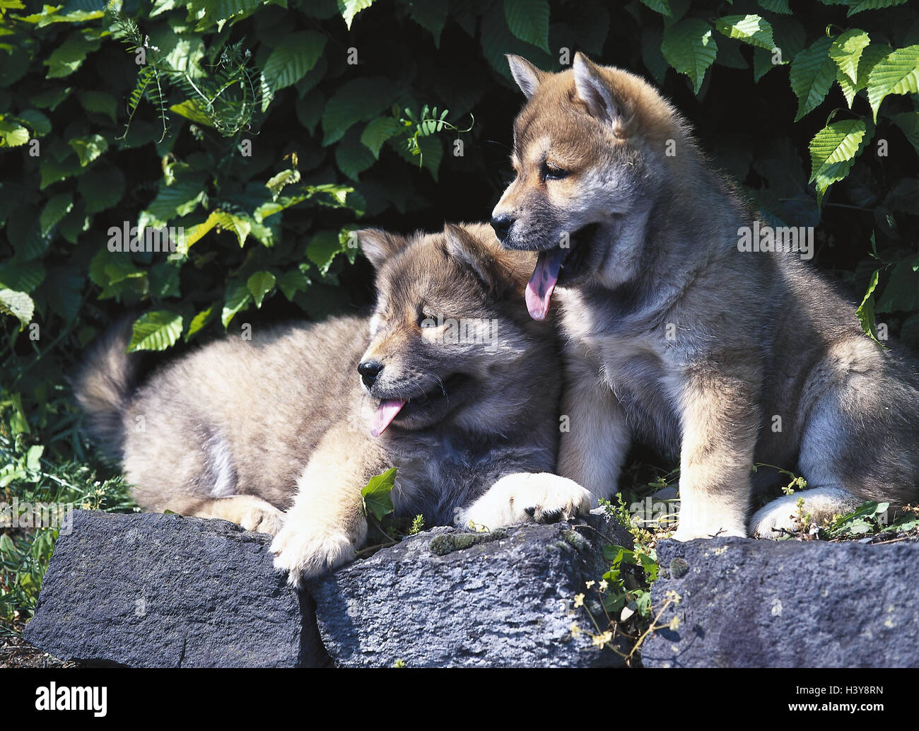 Büsche, Stones, Eurasier, zwei Welpen, Tiere, Säugetiere, Hunde, Canidae, Hundewelpen, jung, jung Tier, Familie, Hund, Hund, begleitende liegen, Garten, Hecke, Park, Hose, Alter Mensch, 8 Wochen zu beobachten. Stockfoto