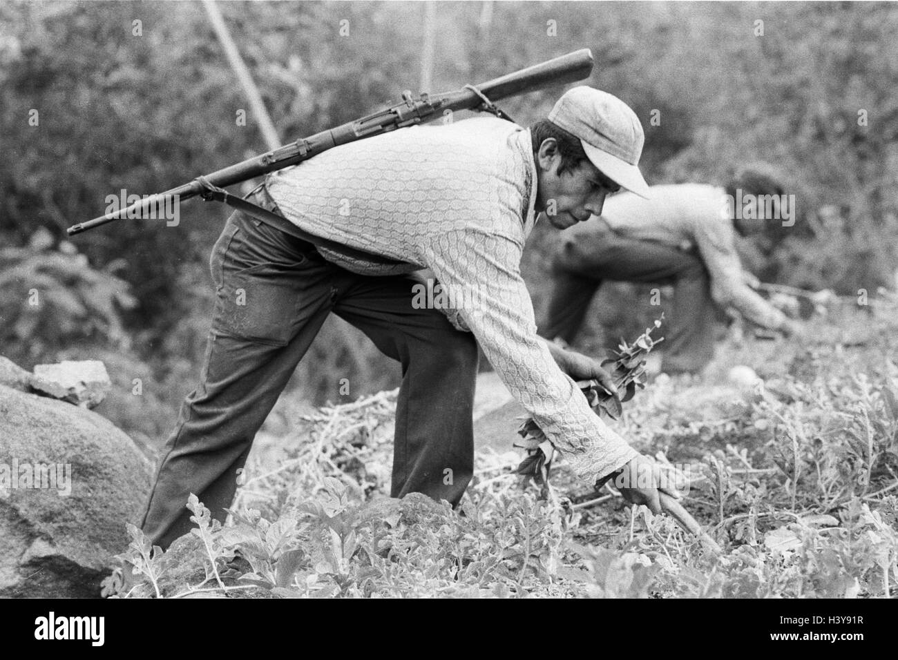 CHALATENANGO, EL SALVADOR, FEB 1984: - innerhalb der FPL Guerilla Zonen der Steuerung ein Mitglied der Miliz PPL arbeiten auf einem Grundstück, das den Anbau von Nahrungsmitteln. Stockfoto