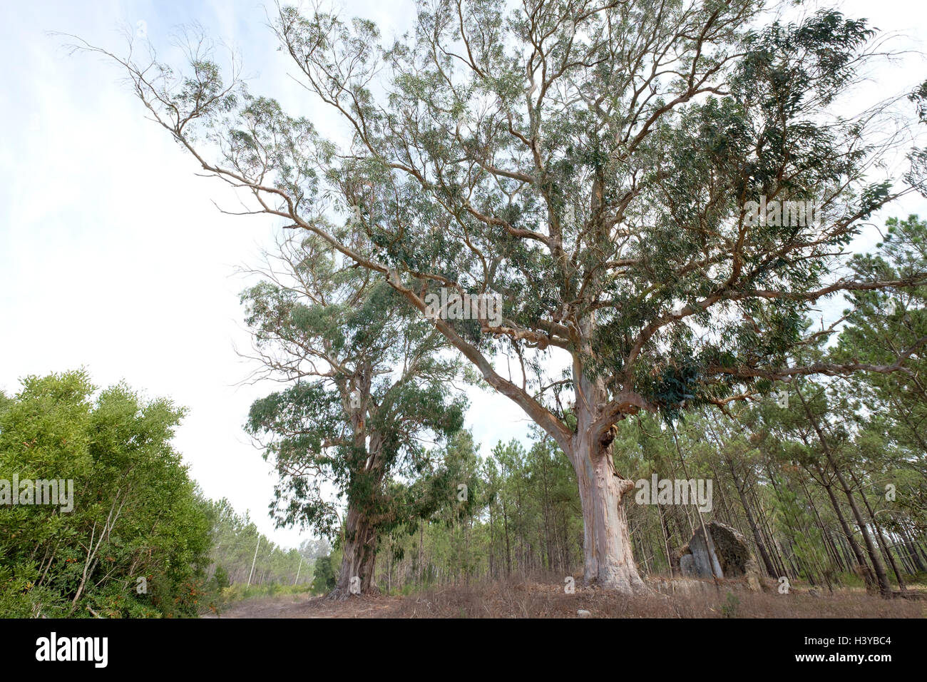 Eukalyptus-Baum Stockfoto