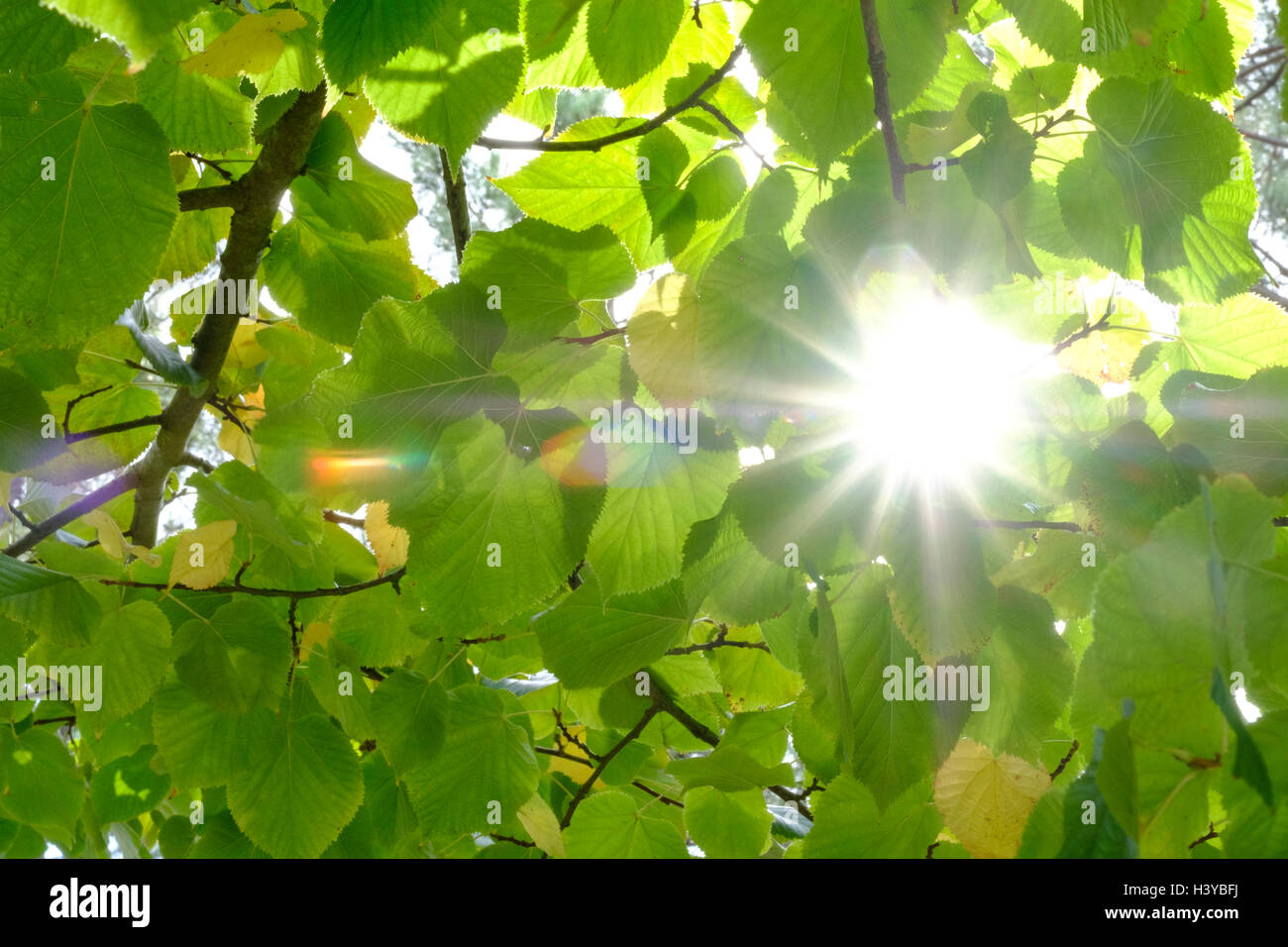 Sonne durch Baum Blätter Stockfoto