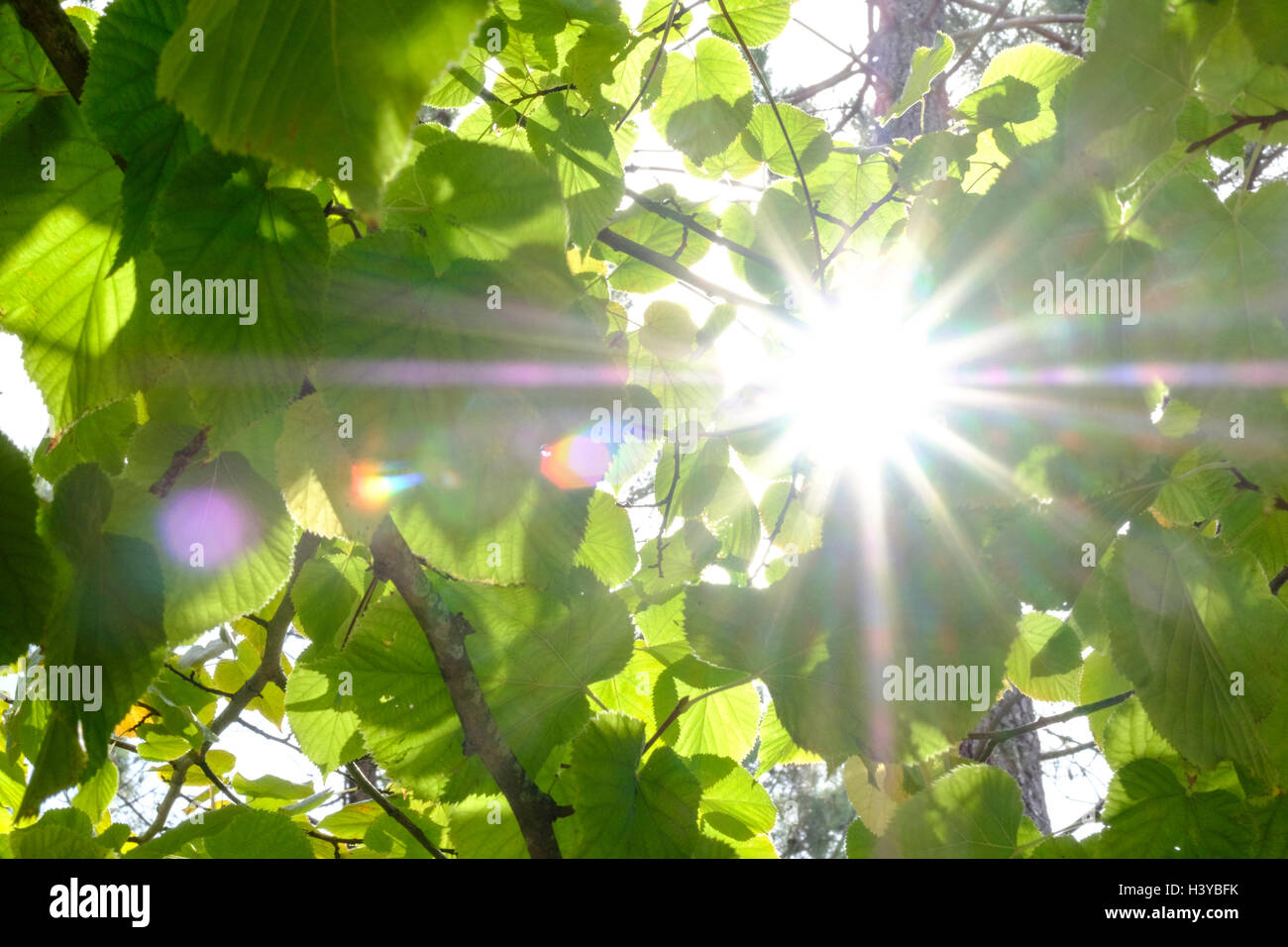 Sonne durch Baum Blätter Stockfoto