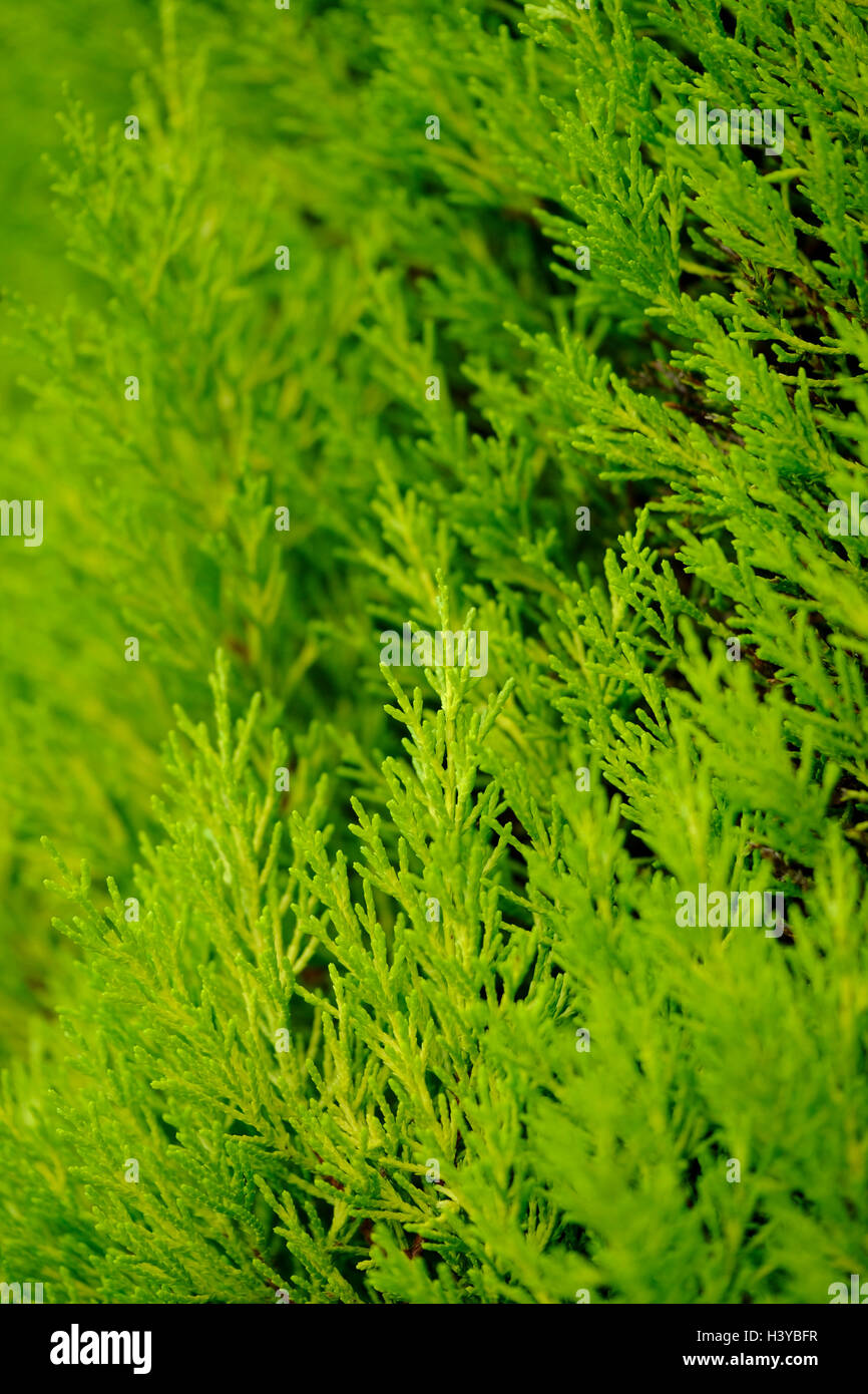 Nahaufnahme des Laubes eines Zypressenbaumes Stockfoto