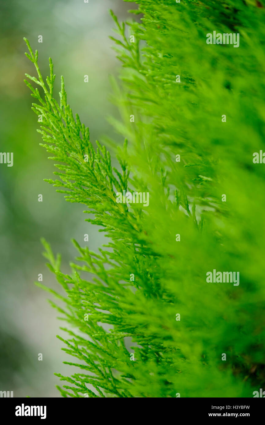 Nahaufnahme des Laubes eines Zypressenbaumes Stockfoto
