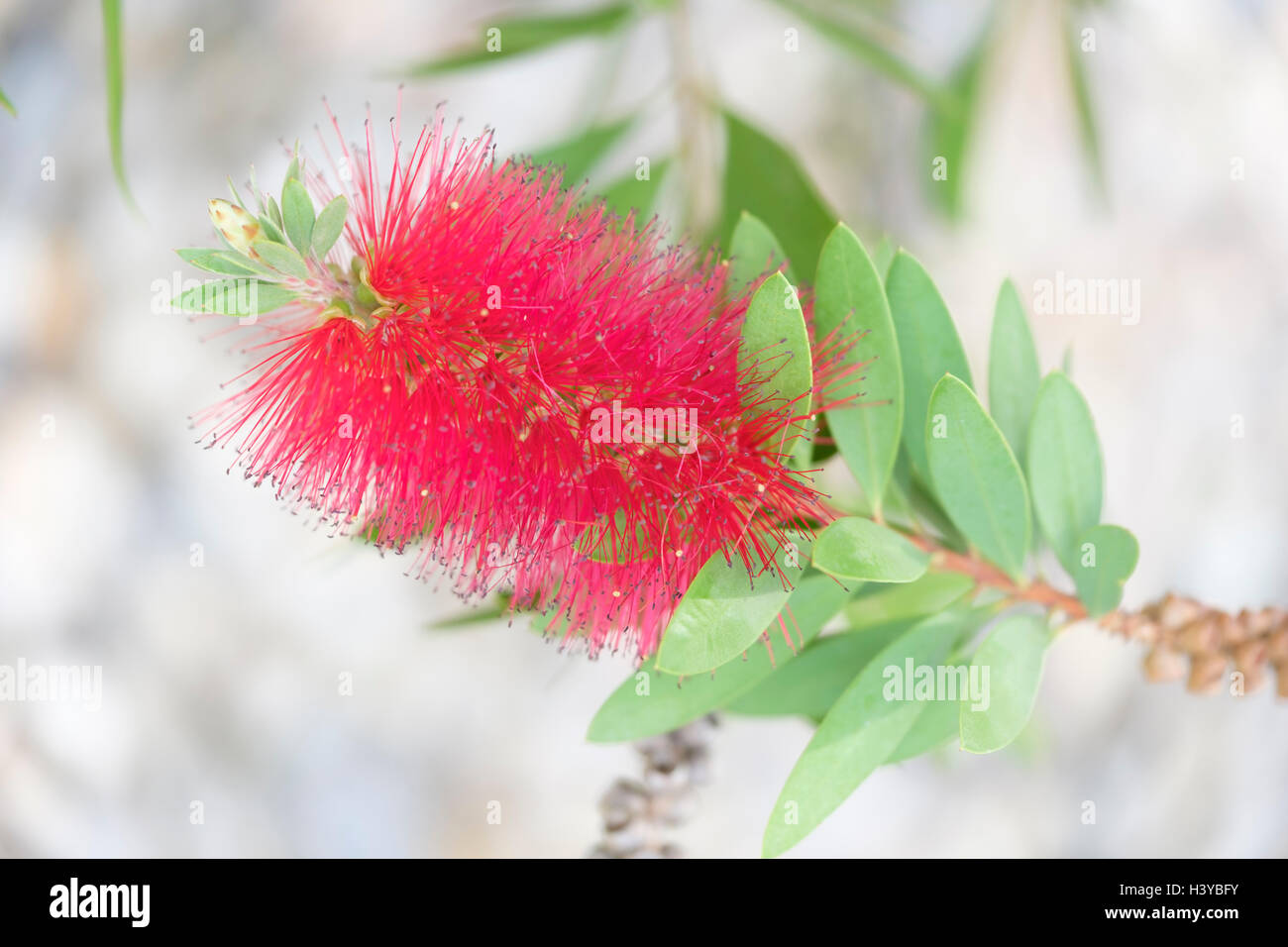 Bottlebrush Pflanze (Zylinderputzer Citrinus) Stockfoto