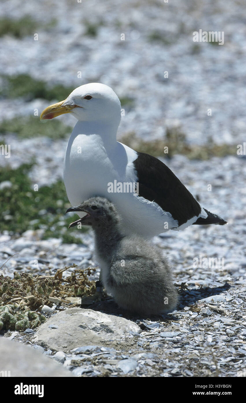 Dominikanische Möwen, Larus Diminicanus, Mutter Tier, junges Tier, Tier Welt, Tierwelt, Vögel, Möve Vögel, Möwen, wilde Tiere, Vögel, Wasservögel, Gefieder, anders, Strand, Ufer, Seetang Stockfoto