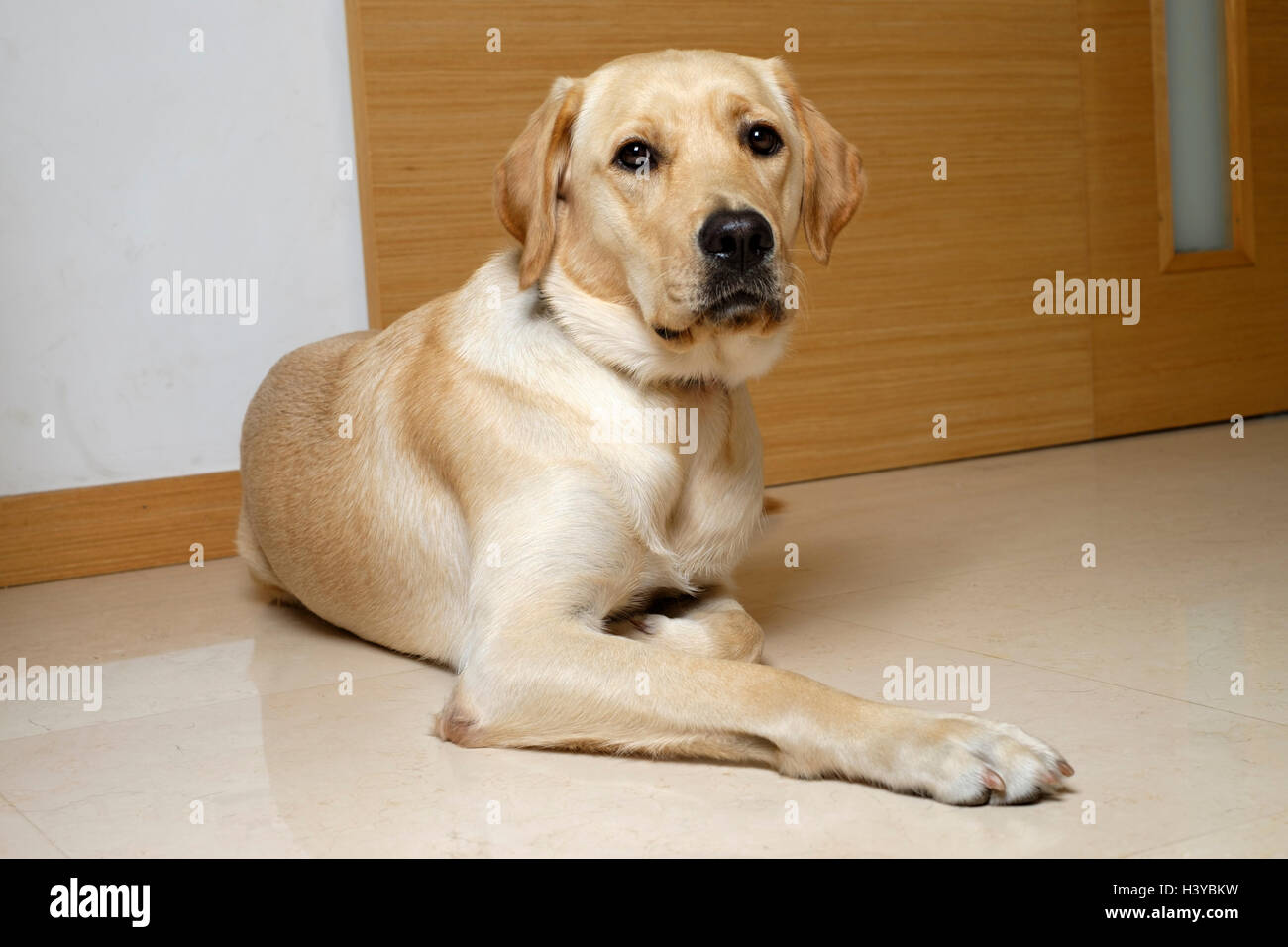 Niedlichen gelben Labrador Golden Retriever mix zu Hause hinlegen Stockfoto