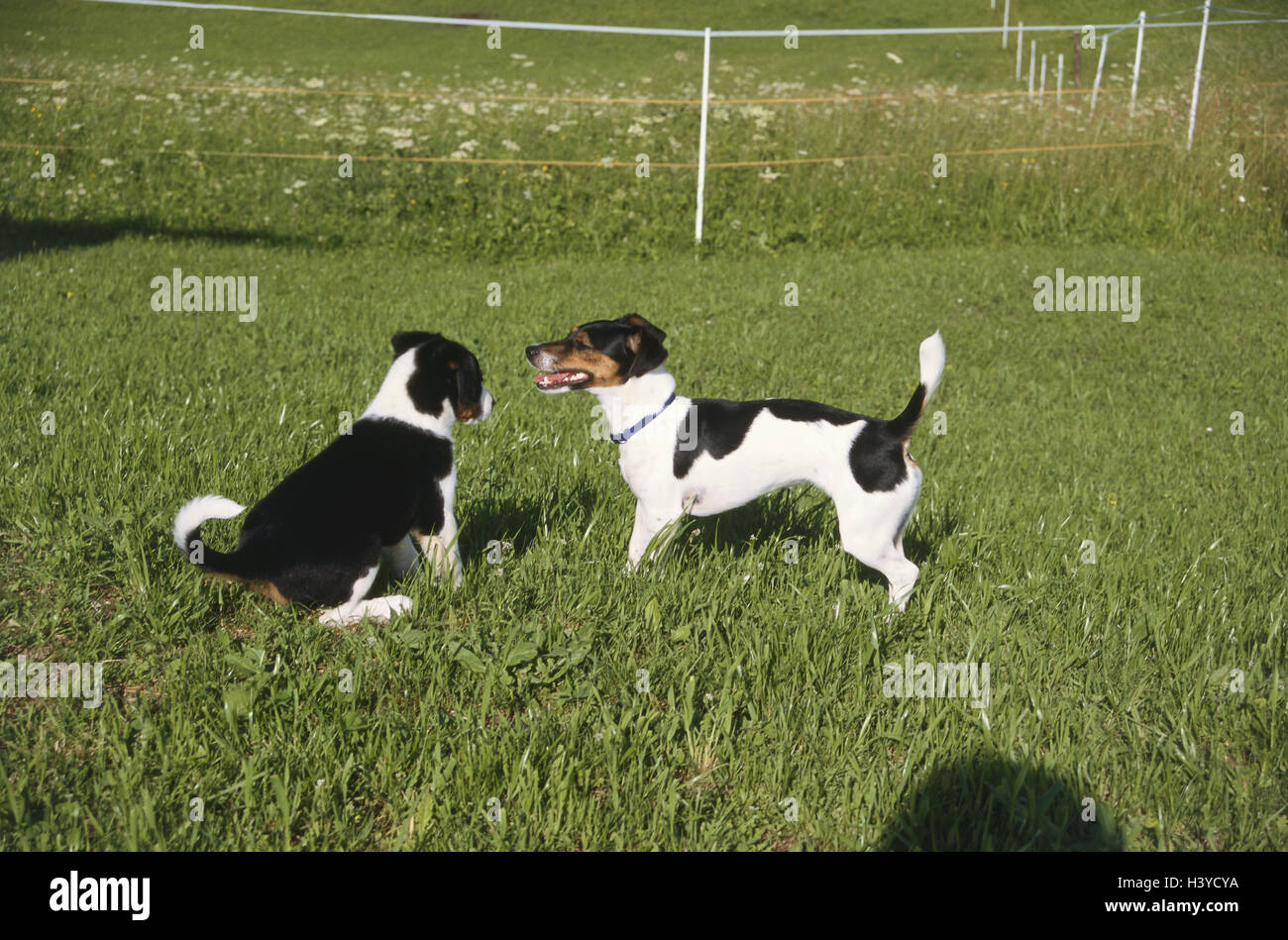 Hunde, Jack Russell Terrier, Hybrid-Hund, jung, Wiese, Säugetiere, Haustiere, Alpine Senner Hund Hybrid, Rassehund, Hybrid, Jungtier, Interesse, Neugier, Einrichtung Kontakt, soziales Verhalten, Verhalten, außerhalb Stockfoto