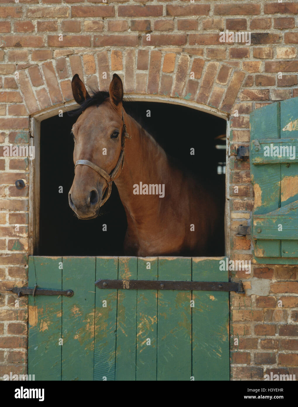 Pferd, Stalltür, Stockfoto