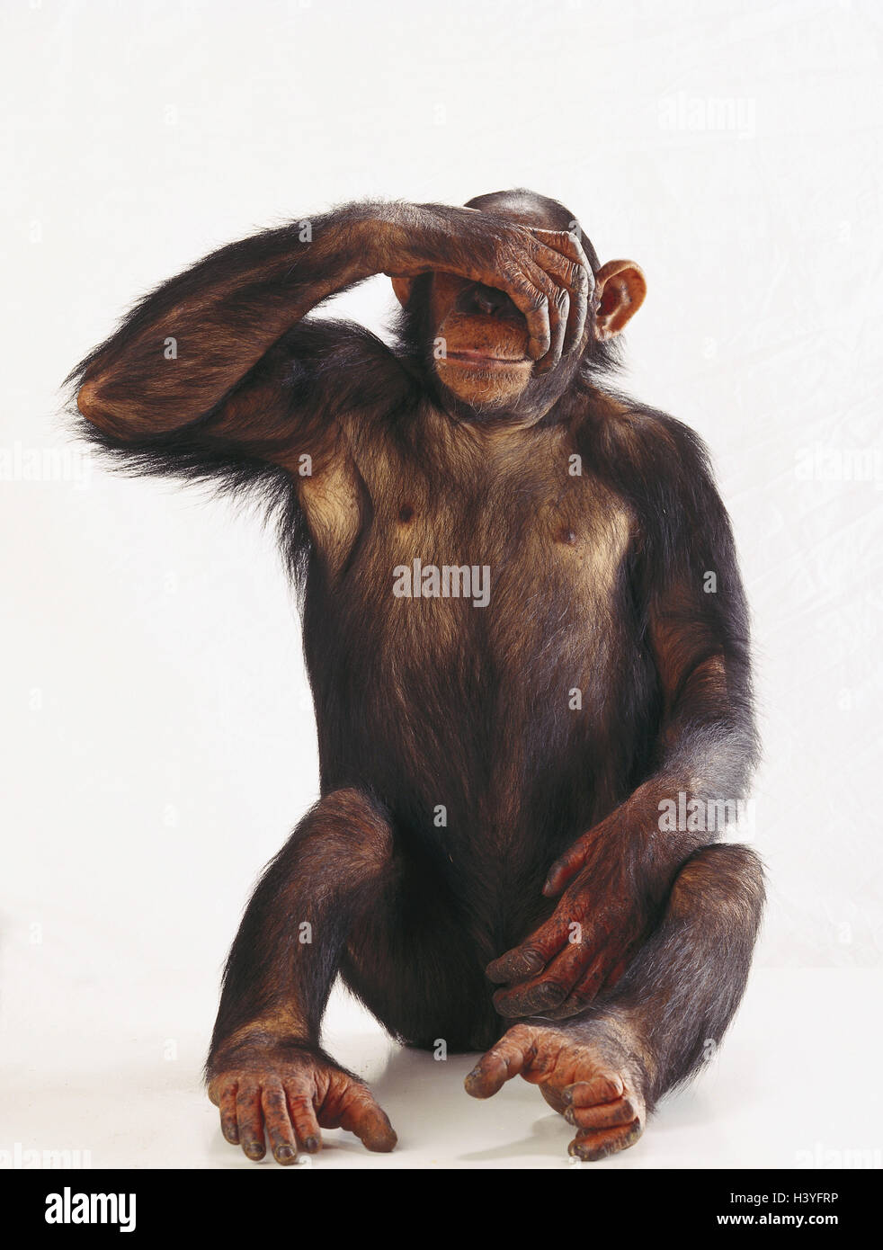 Schimpansen Pan Troglodytes, Geste, "nichts sehen" Säugetiere, Säugetier,  wilde Tiere, wildes Tier, Affen, des Herrn, Primas, Primaten, große  Menschenaffen, Affen, Sit, Augen geschlossen halten, Tieren studio  Stockfotografie - Alamy