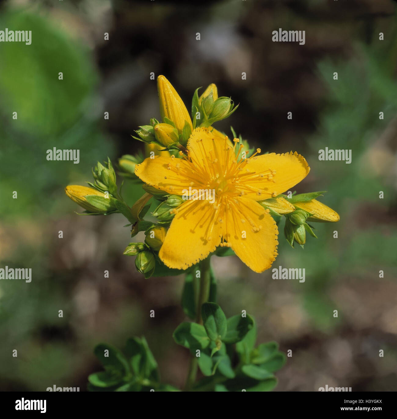 Echtes Johanniskraut Hypericum Perforatum Detail Blute Aussen