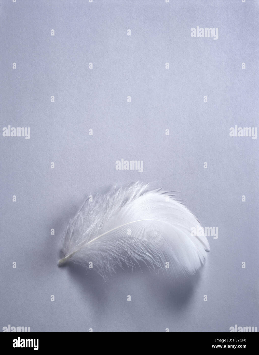 Feder, weiß, Vogelfeder, Daunen, Daunen, unten, unten, leicht, zu erleichtern, Symbol, leise, Delikatesse, Sensibilität, sensibel, noch Leben, Produktfotografie, Konzeption, Farbstimmung, Farbe grau, ungefärbt, Stockfoto Feder, weiß, Vogelfeder, Daunen, Daunen, unten, unten, leicht, zu erleichtern, Symbol, leise, Delikatesse, Sensibilität, sensibel, noch Leben, Produktfotografie, Konzeption, Farbstimmung, Farbe grau, ungefärbt, Stockfoto