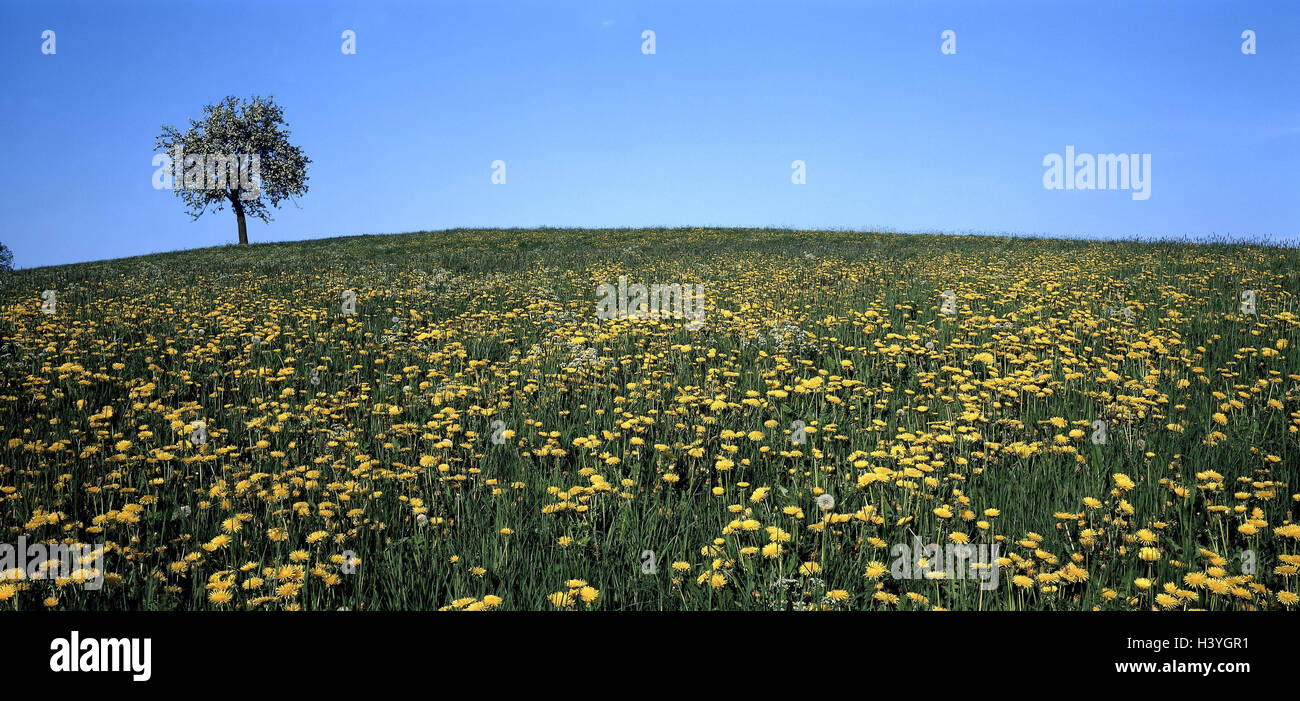 Deutschland, schwäbische Albtraum, Langenau, Löwenzahn Wiese, Baum,  Frühling, Europa, Baden-Wurttemberg, Blumenwiese, Frühling Wiese,  Löwenzahn, Taraxacum, Wiese, Blumen, Blüte, Obstbaum, Natur, Pflanzen,  Ruhe, Stille, grün, gelb Stockfotografie - Alamy