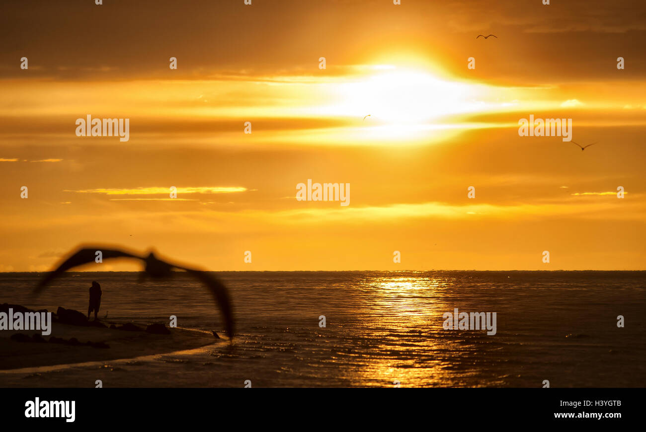 Ein paar Umarmung in der untergehenden Sonne ist eingerahmt von einem vorbeifahrenden Möwe an der Nordspitze von Anna Maria Island, Florida Stockfoto