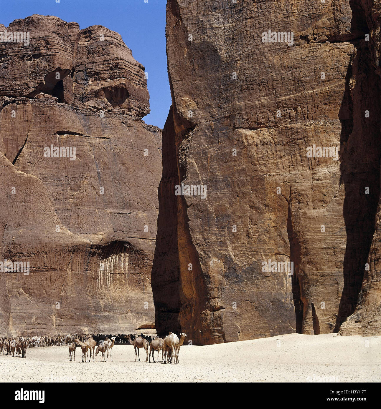 Tschad, Mesa Land Ennedi, Guelta d'Archei, Felsen, Kamel konzentriert, Central, Afrika, Binnenland, Sahara, Gulch, Canyons, Schluchten d'Archei, Tiere, Säugetiere, Kamele, Dromedare, Camelus Dromedarius, Klippe Gesichter, Steilwände, Trockenheit, Trockenheit, Hitze, Leben Stockfoto