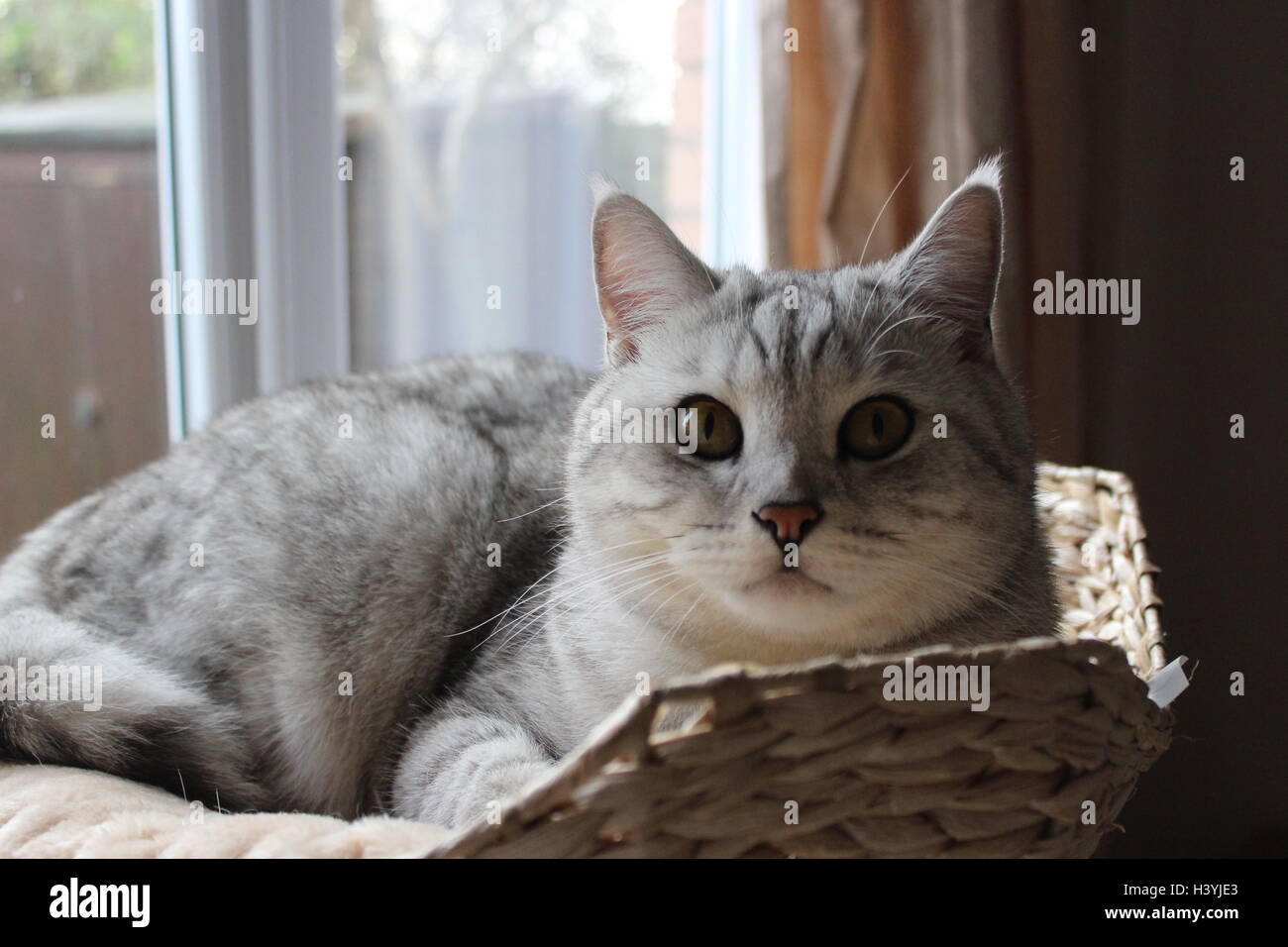 Zwei-jährige Britisch Kurzhaar Kater entspannend in seinem Korb Stockfoto