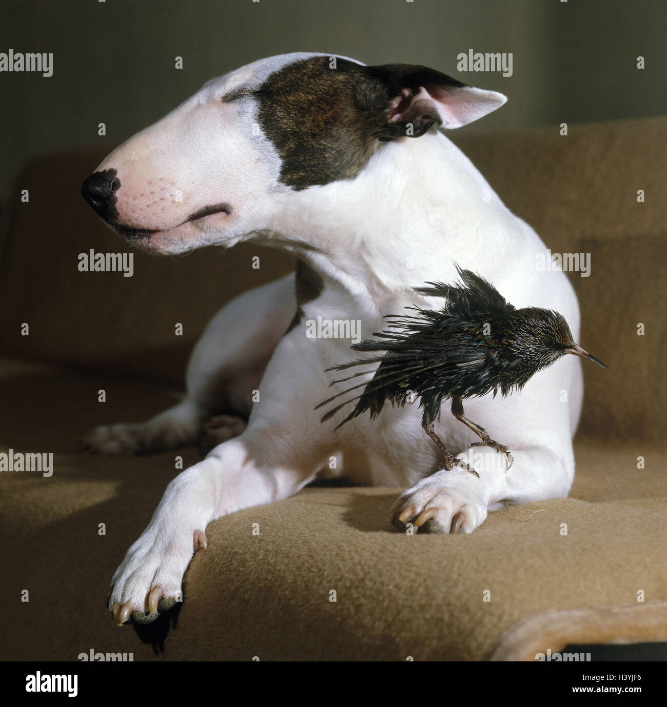Bullterrier, Rüsche, Sofa, liegen seine Federn paw, Glaukom, Säugetier, Hund, Haustier, Tiere, Hund, Hunderasse, Rasse, englischer Bullterrier, Augen geschlossen, Vogel, Singvogel, Strunus Vulgaris, nass, Rüschen, tierische Freundschaft begleiten Stockfoto