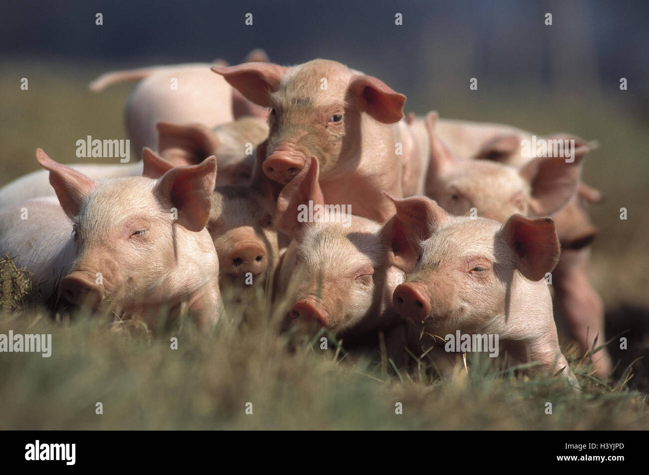 Ferkel, Sus Scrofa Domesticus, nicht frei für mk/Rb Kalendergruppe, Schweine, Schweine, müde, Haus Säugetiere, Jungtiere, Wiese, Position, zu der Spezies, nutzen Tier, Zucht, Rasse Stockfoto