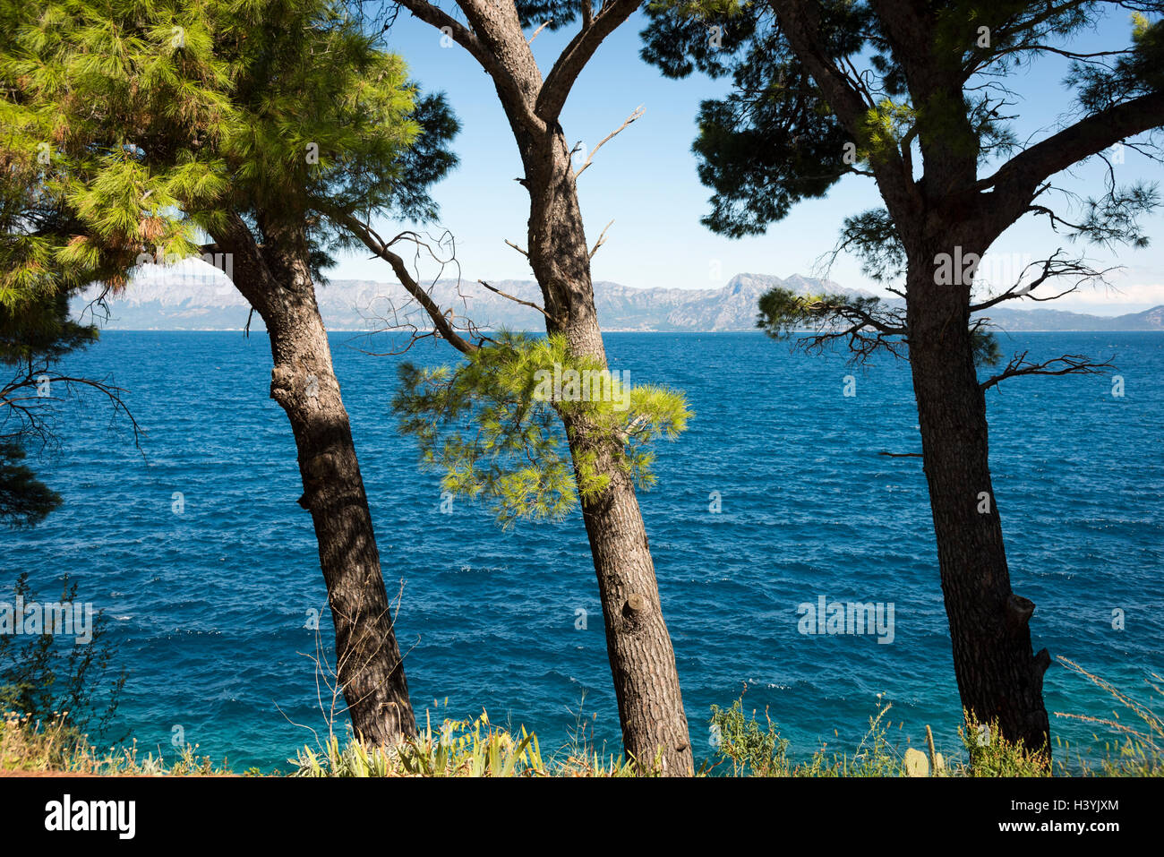 Blick von der blauen Adria in Trpanj Kroatien mit Pinien im Vordergrund, im Sommersonnenschein Stockfoto