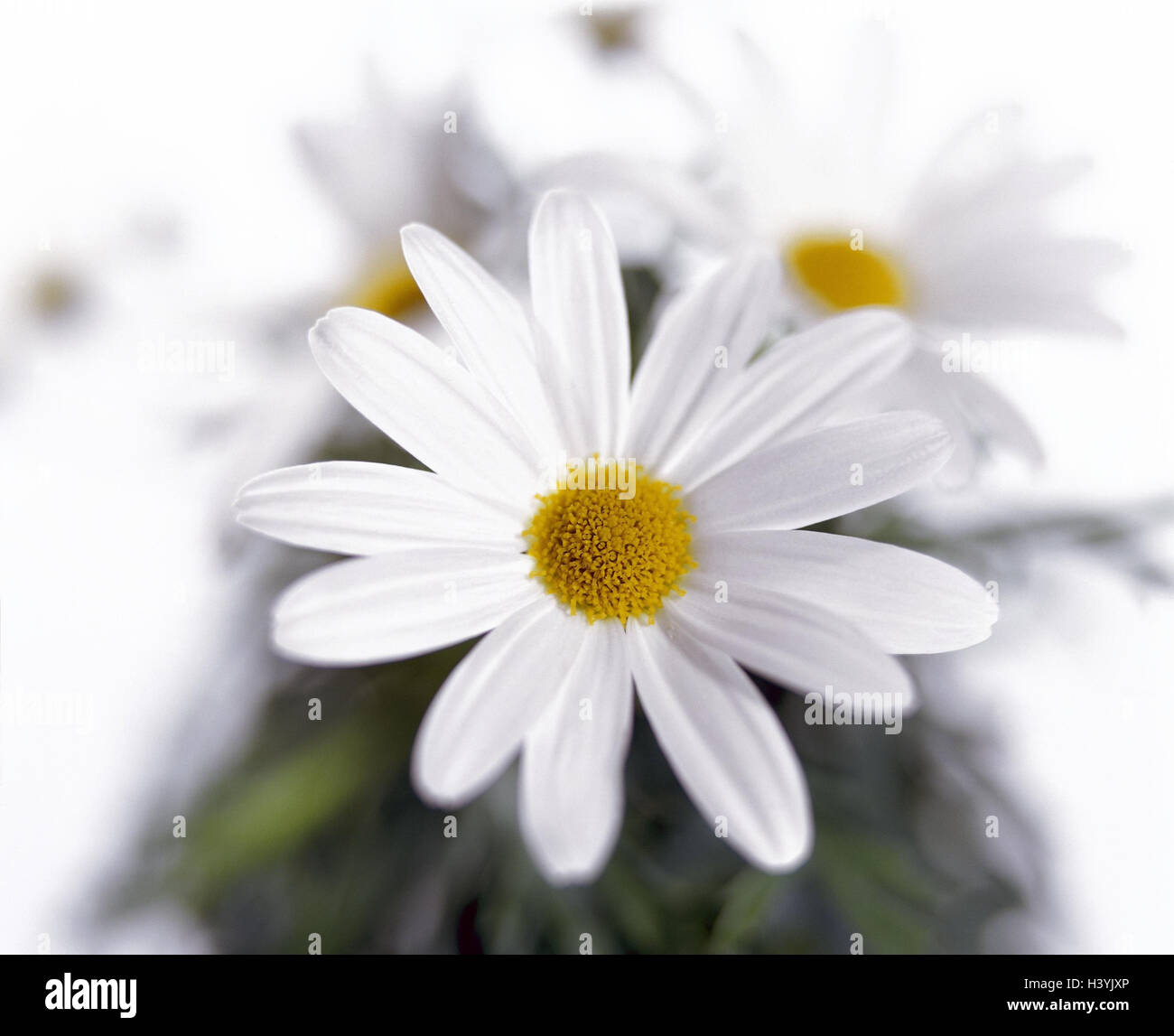 Oxeye Daisys, Chrysantheme spec, Detail, verwischen, Pflanzen, Blumen, Chrysanthemen, Zunge Blüten, Zierpflanze, Wiesenblumen, weiße, gelbe, Stillleben Stockfoto