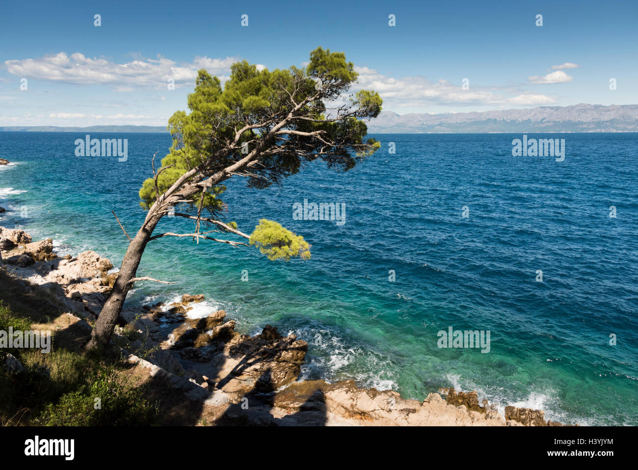 Blick von der blauen Adria in Trpanj Kroatien mit Pinien im Vordergrund, im Sommersonnenschein Stockfoto