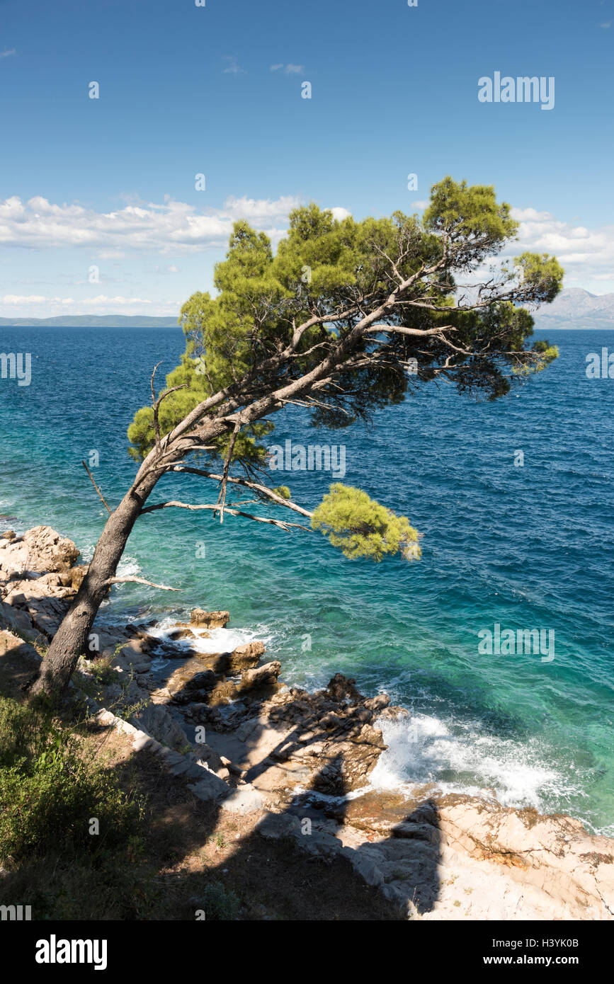 Blick von der blauen Adria in Trpanj Kroatien mit Pinien im Vordergrund, im Sommersonnenschein Stockfoto