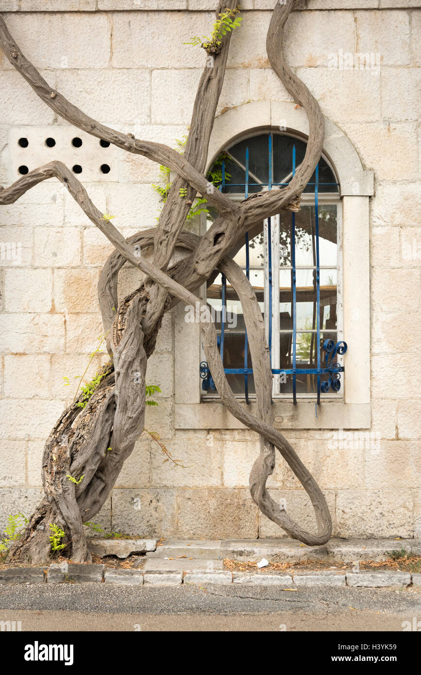 Die verdrehten Stamm eine Rebe Pflanze wächst an der Seite von einem alten Steingebäude in Orebic Kroatien Stockfoto